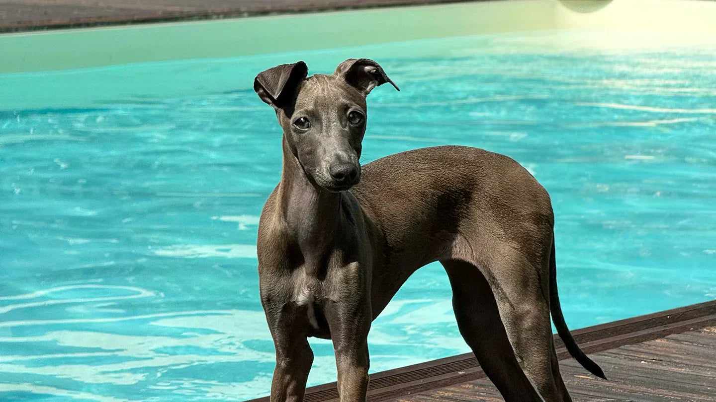 How to Keep Your Sighthound Cool in Summer