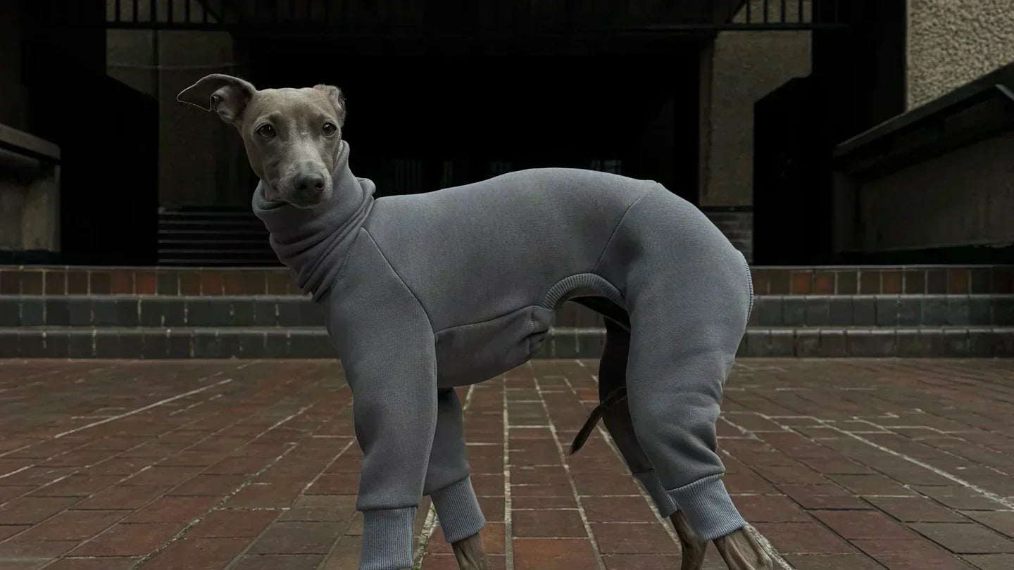 How should Italian Greyhound & Whippet clothing fit?