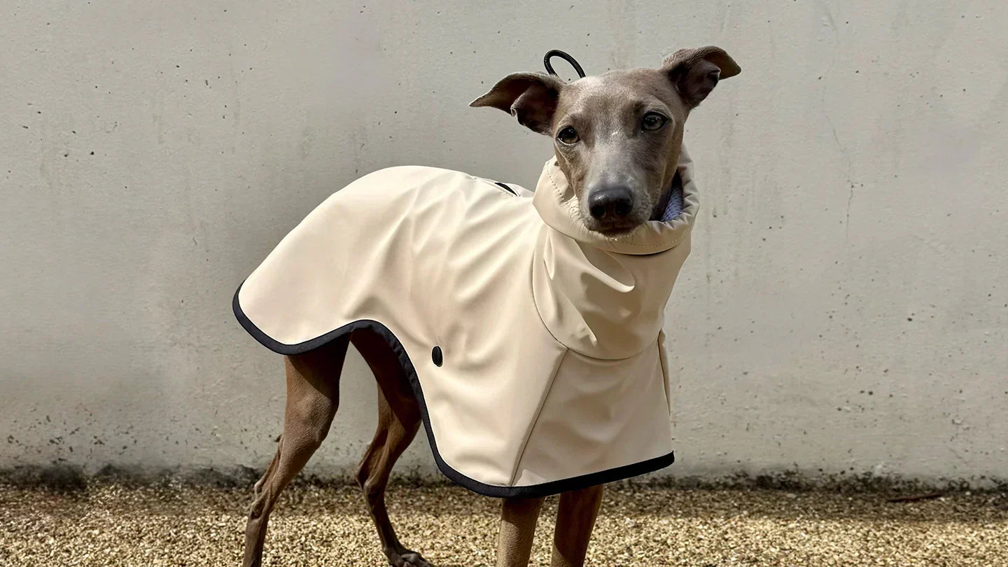 How to choose the best raincoat for Italian Greyhounds and Whippets
