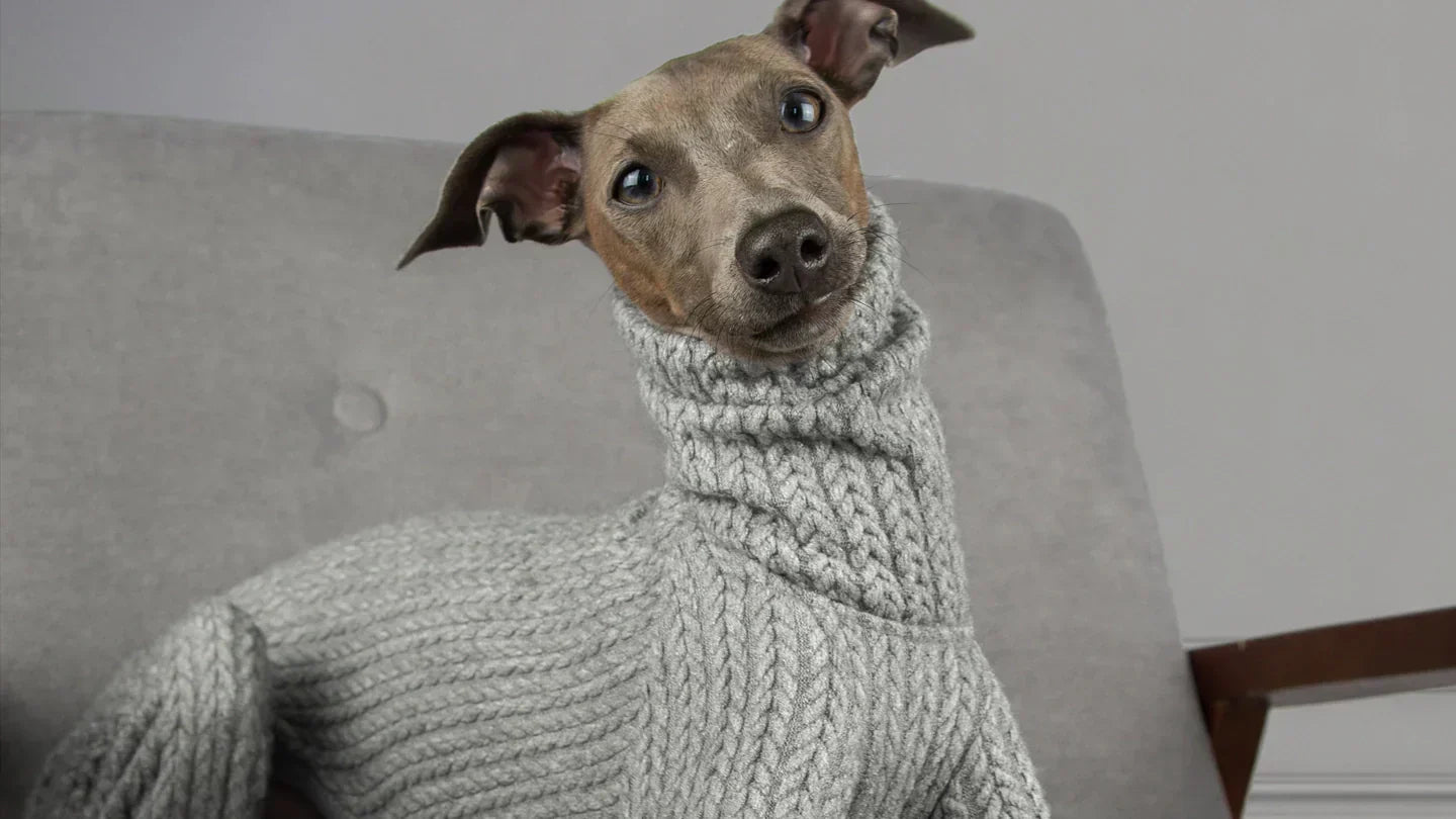 When do Italian Greyhounds actually need clothes?