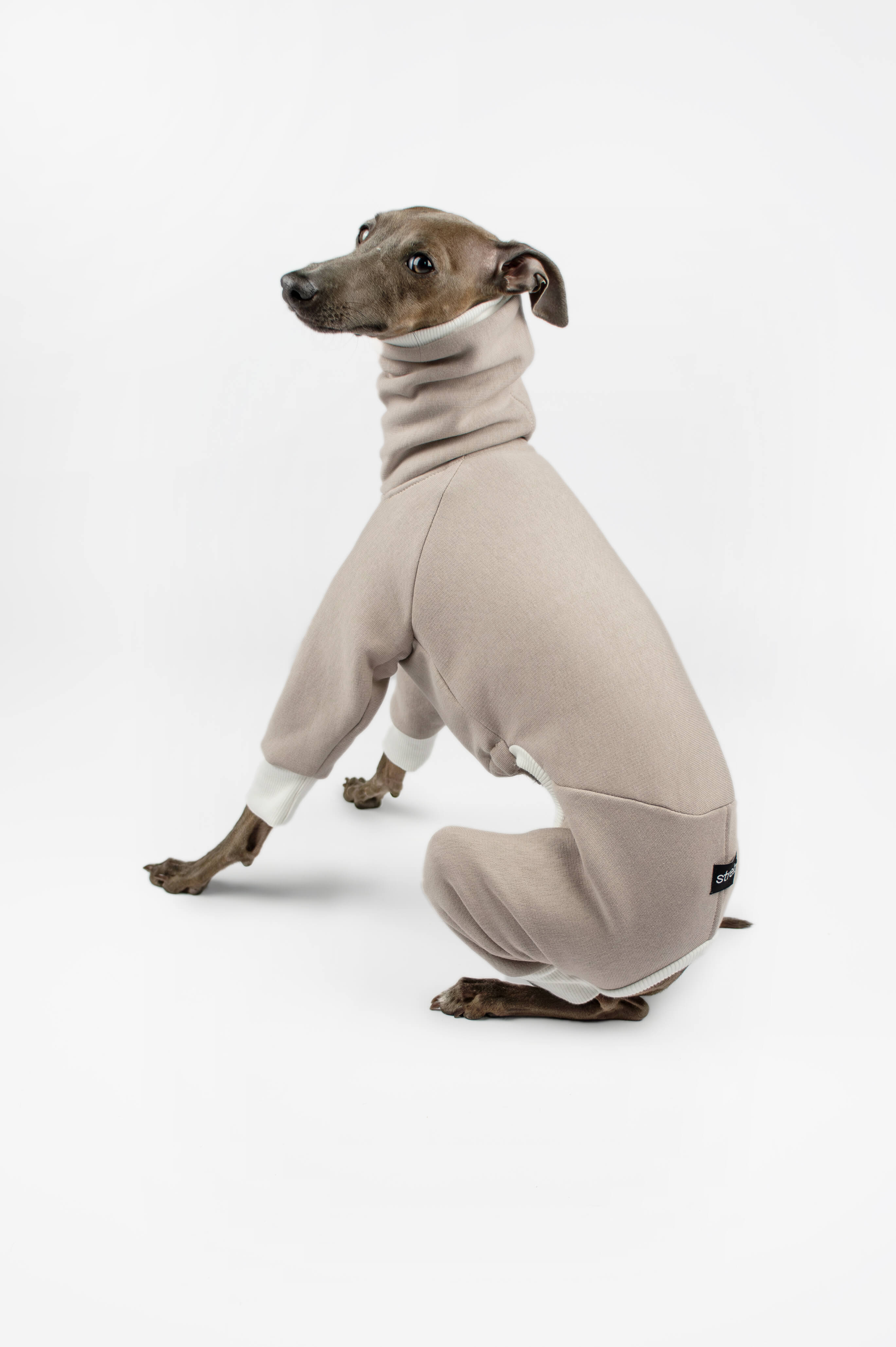 A back shot of an Italian Greyhound wearing a beige sweatshirt onesie by Strela Studio on a white background