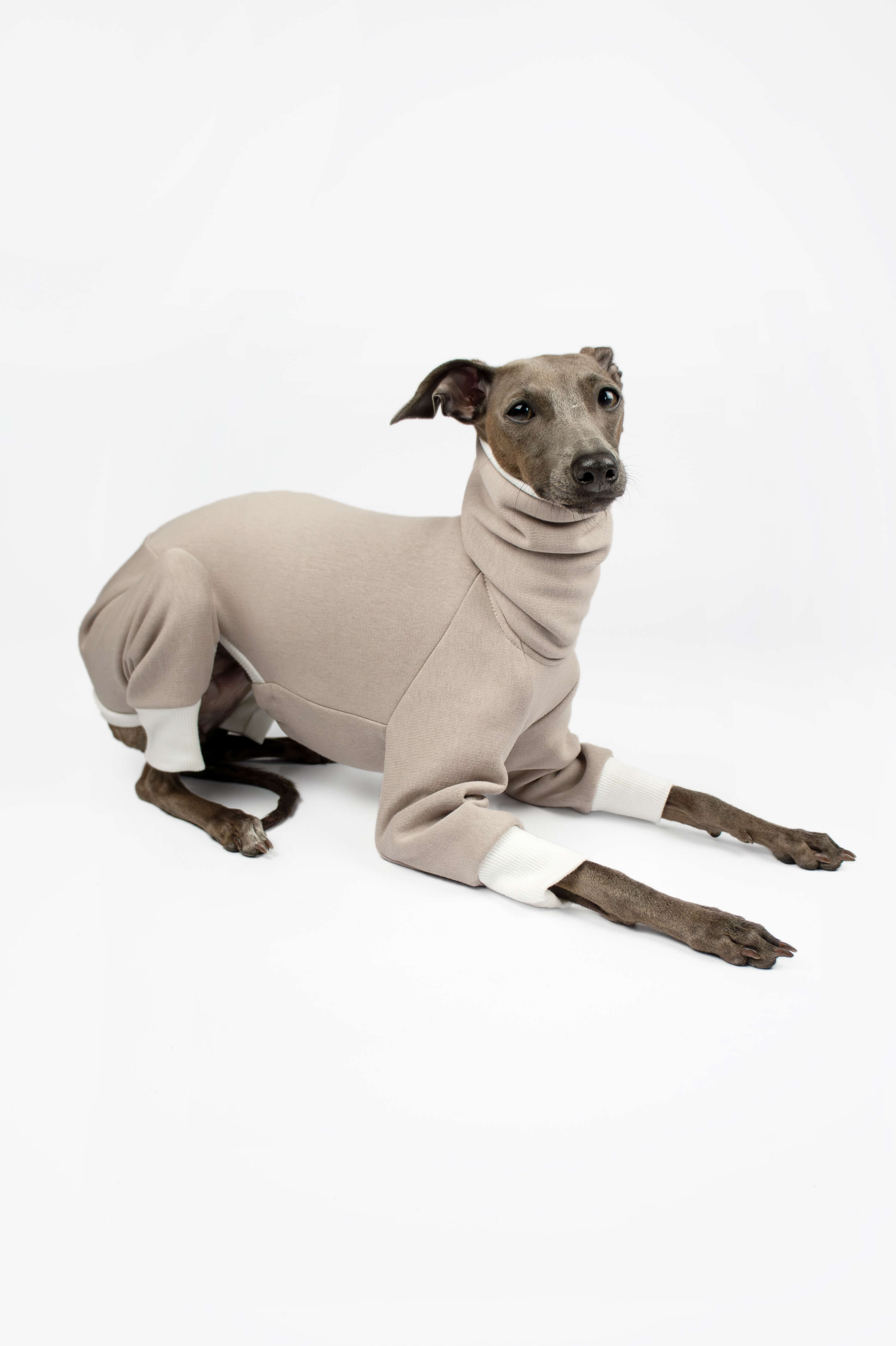 A side photo of an Italian Greyhound wearing a beige sweatshirt onesie by Strela Studio on a white background