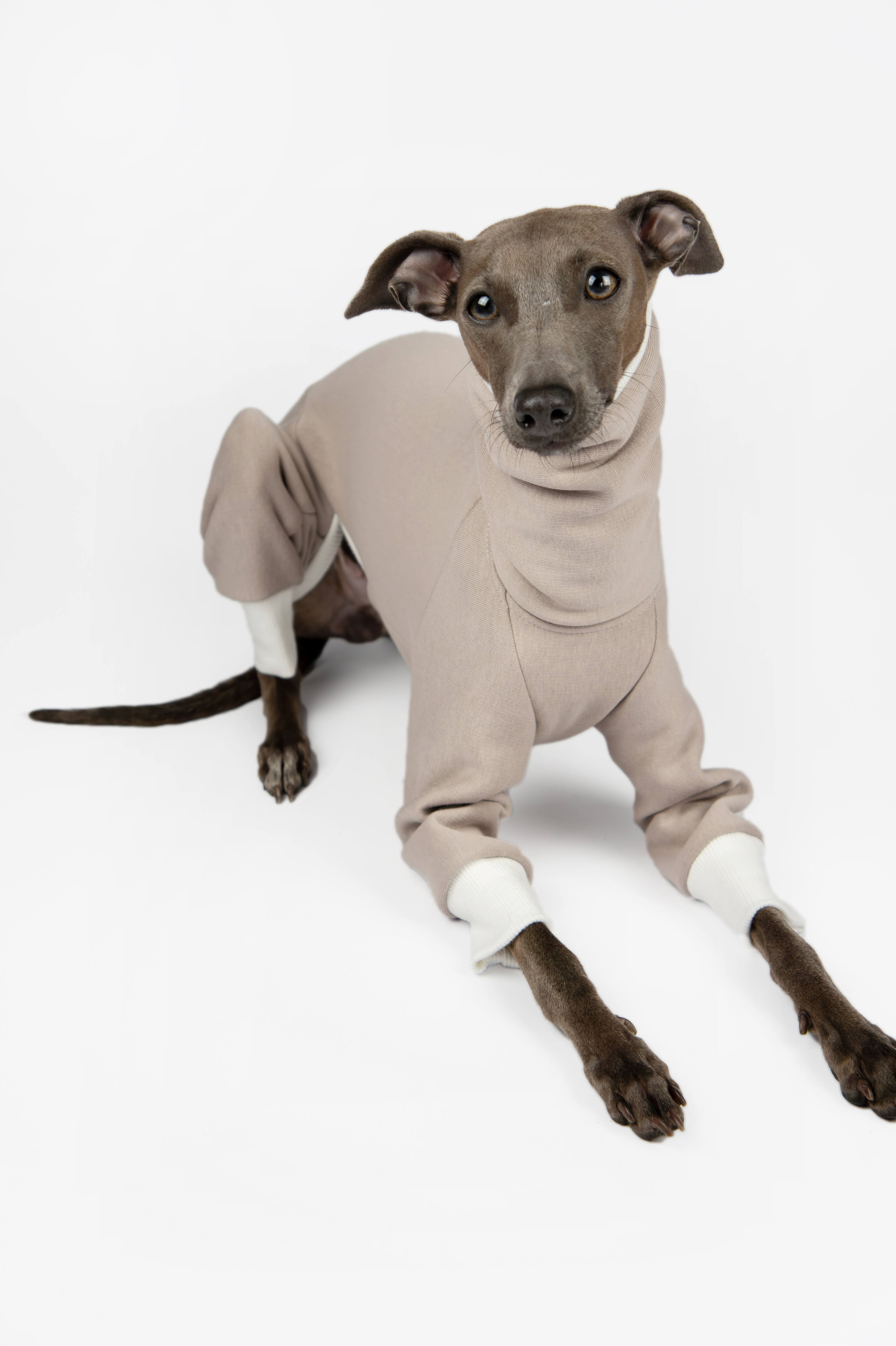 Italian Greyhound laying down and wearing a beige sweatshirt onesie by Strela Studio on a white background