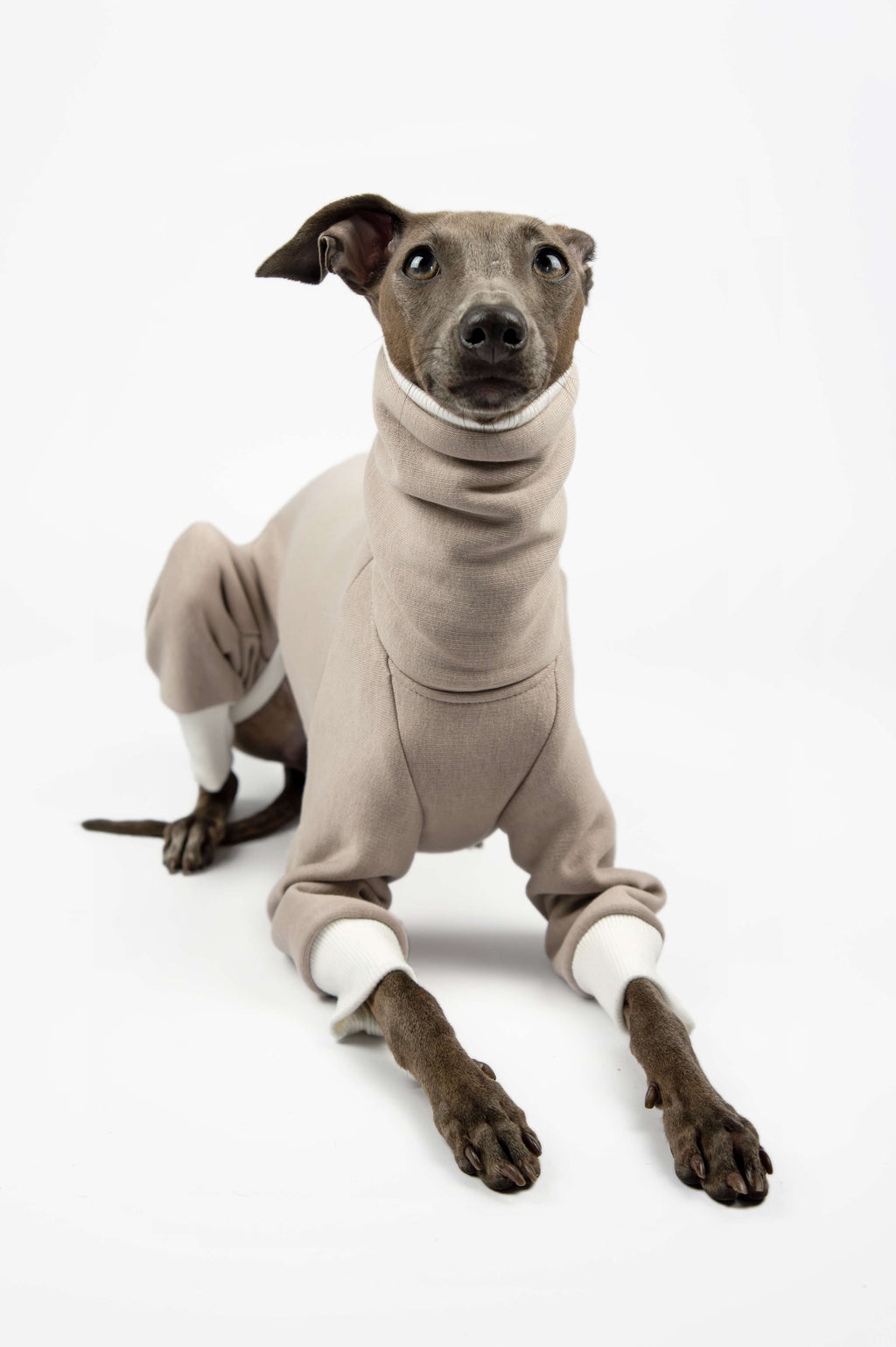 Italian Greyhound wearing a beige sweatshirt onesie by Strela Studio on a white background