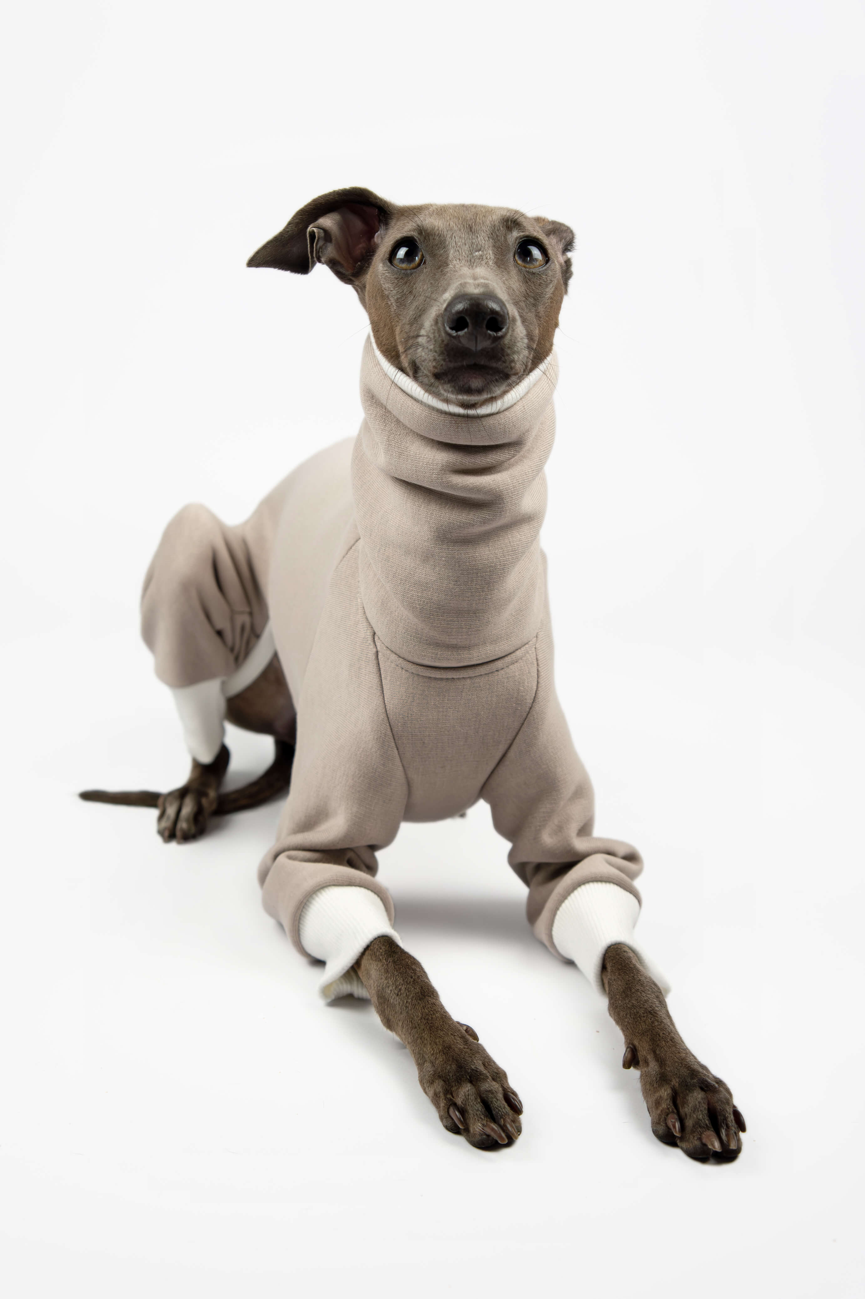Italian Greyhound wearing a beige sweatshirt onesie by Strela Studio on a white background