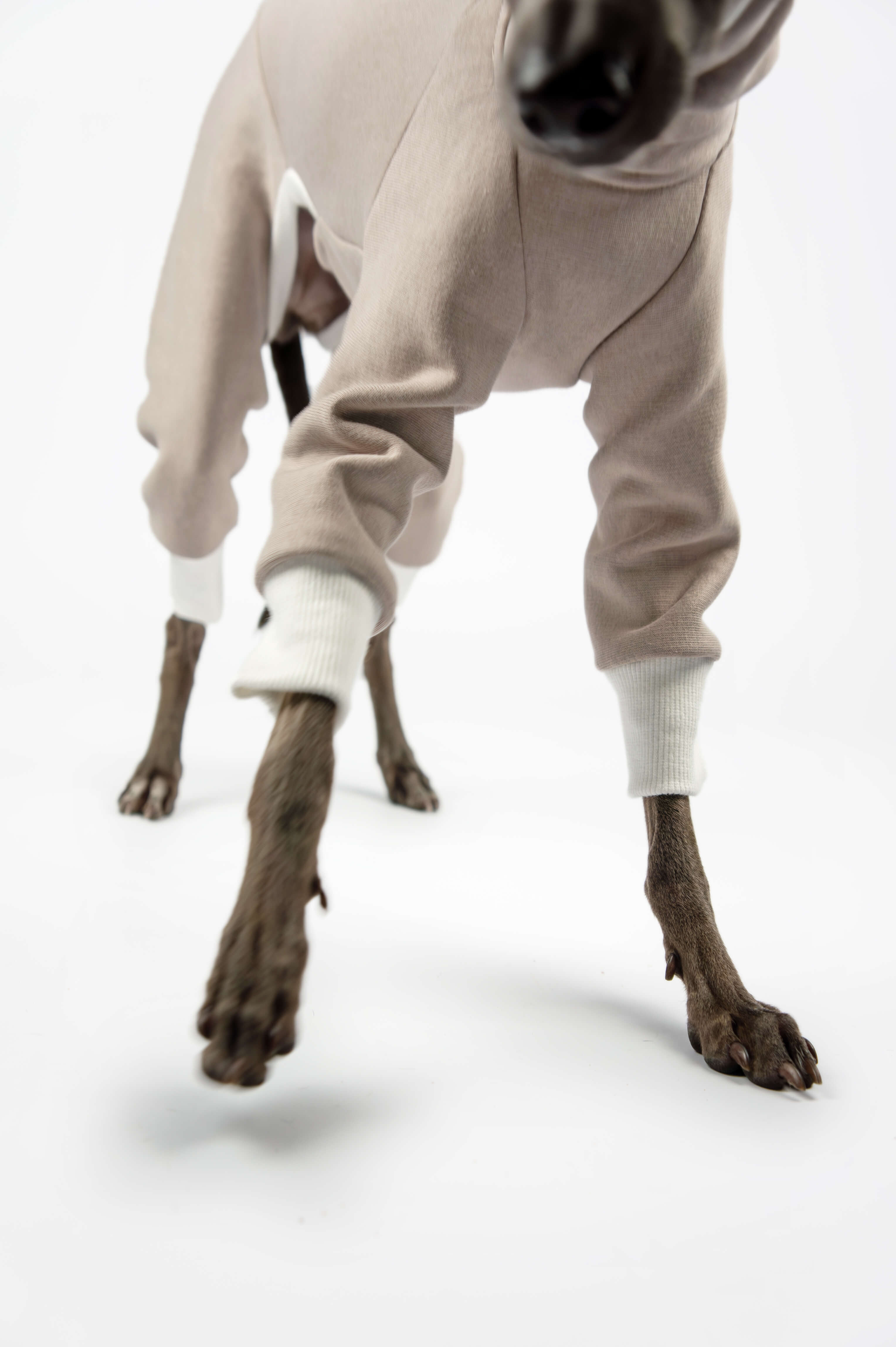 Italian Greyhound wearing a beige sweatshirt onesie with white trimmings by Strela Studio on a white background