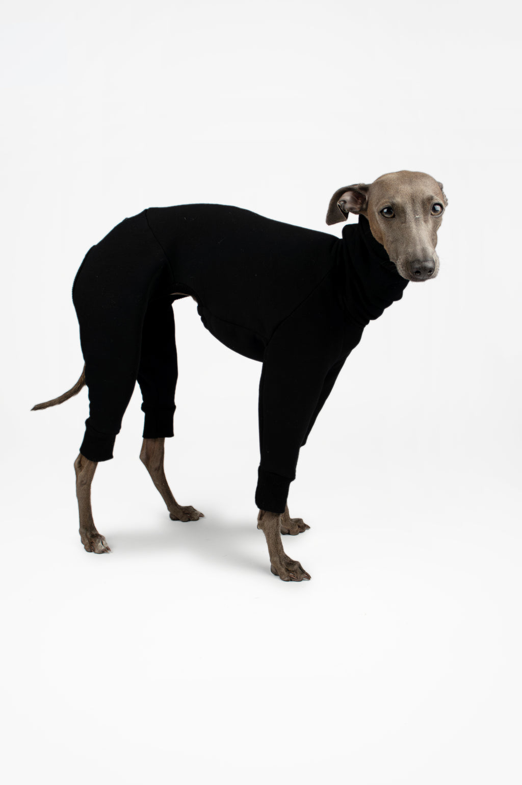 Italian Greyhound in a standing pose wearing a black sweatshirt onesie by Strela Studio on a white background