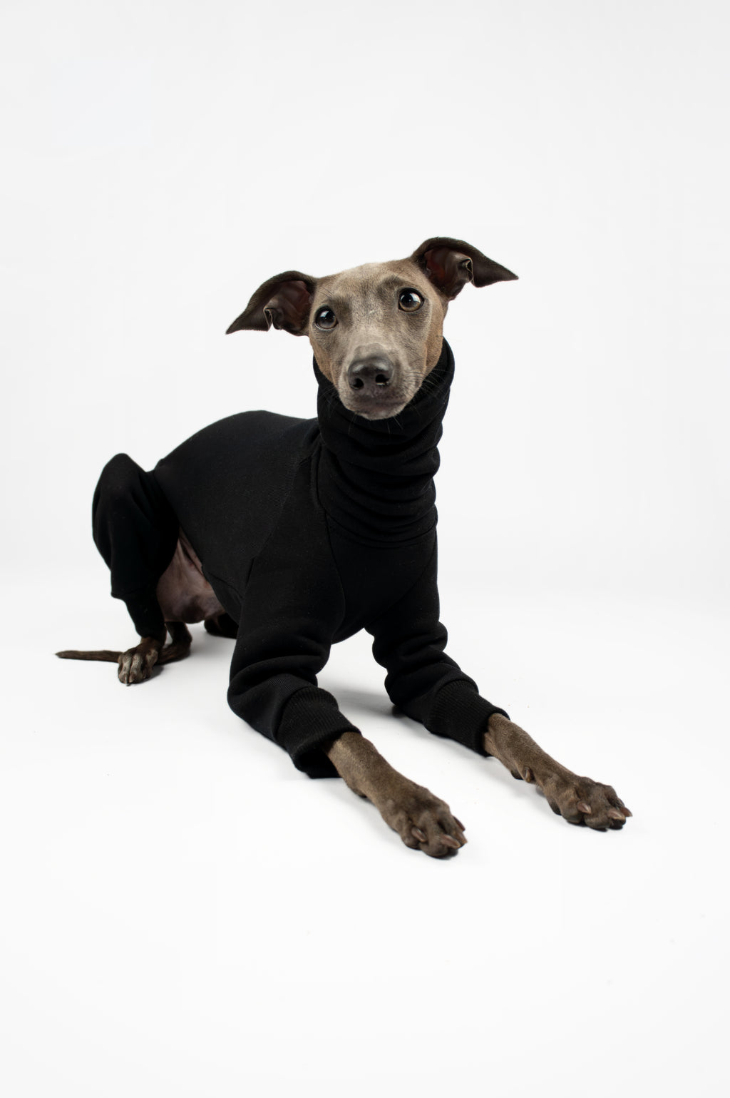Italian Greyhound laying down and wearing a black sweatshirt outfit by Strela Studio on a white background