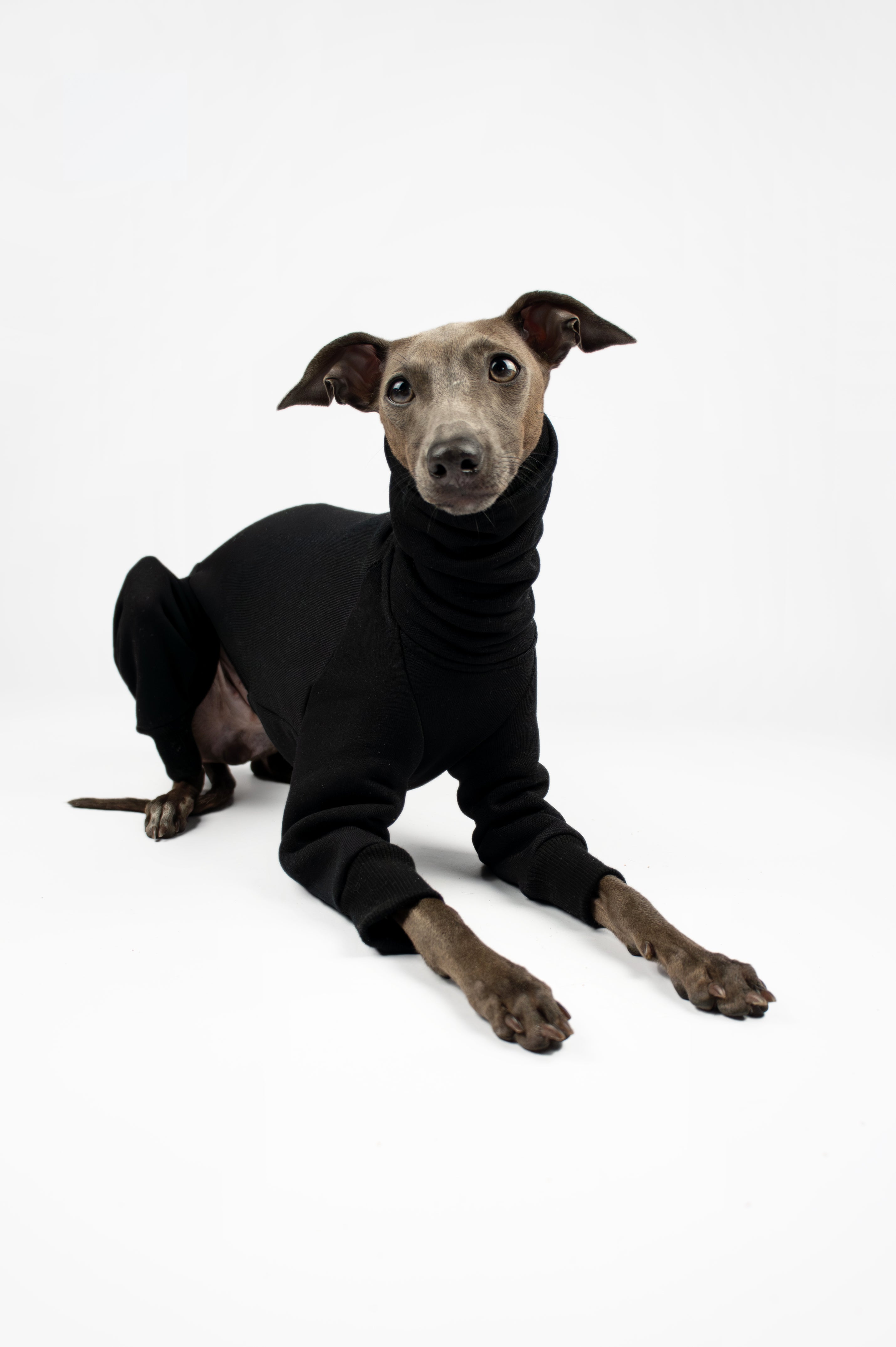 Italian Greyhound laying down and wearing a black sweatshirt outfit by Strela Studio on a white background
