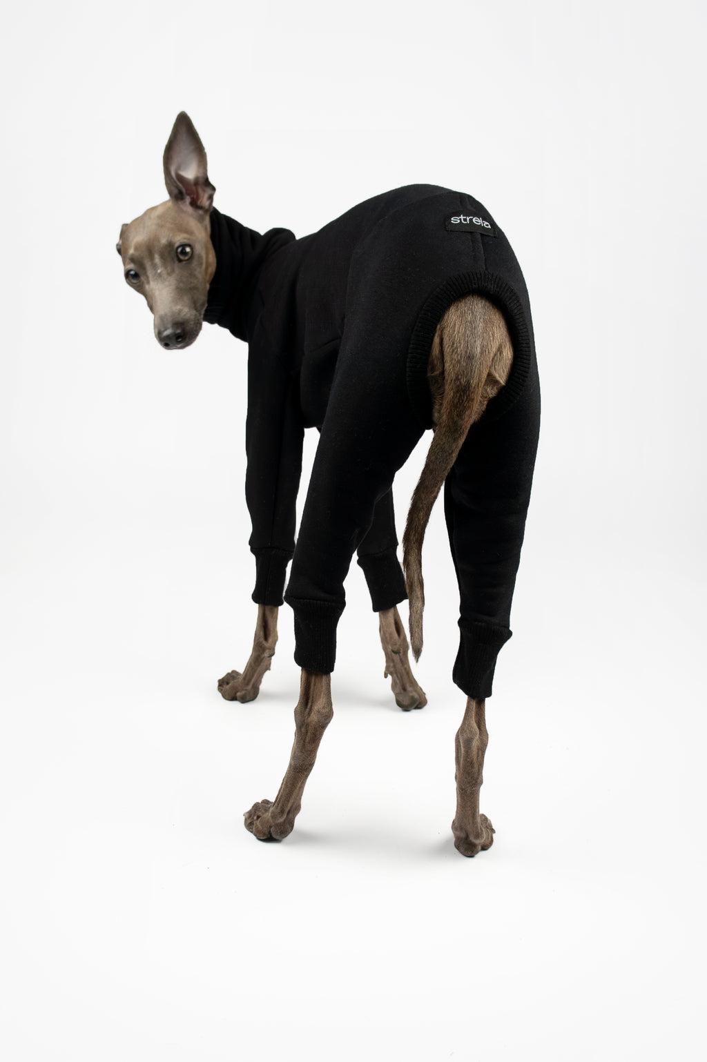 A back photo of an Italian Greyhound wearing a black sweatshirt onesie by Strela Studio on a white background