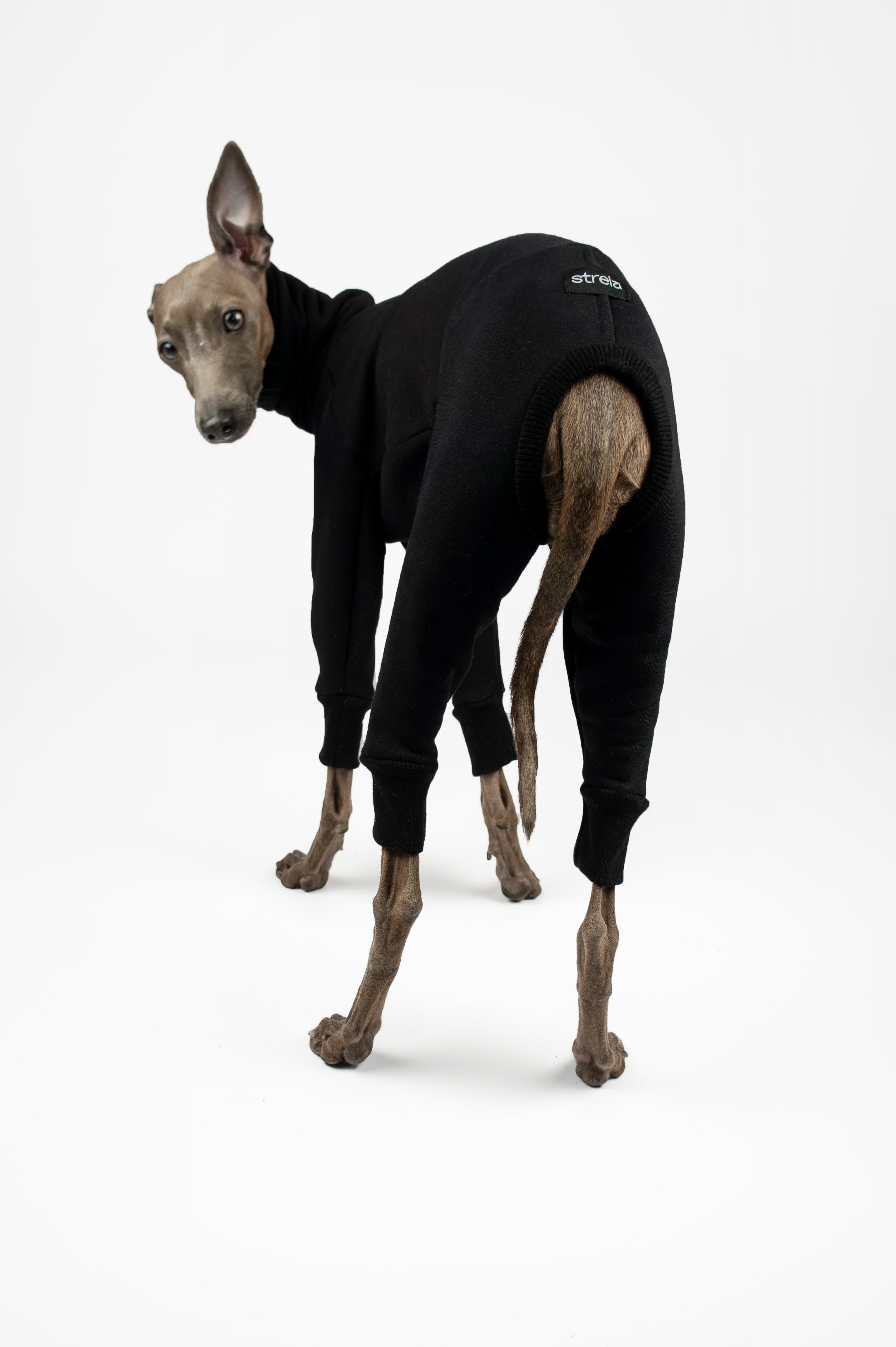 A back photo of an Italian Greyhound wearing a black sweatshirt onesie by Strela Studio on a white background