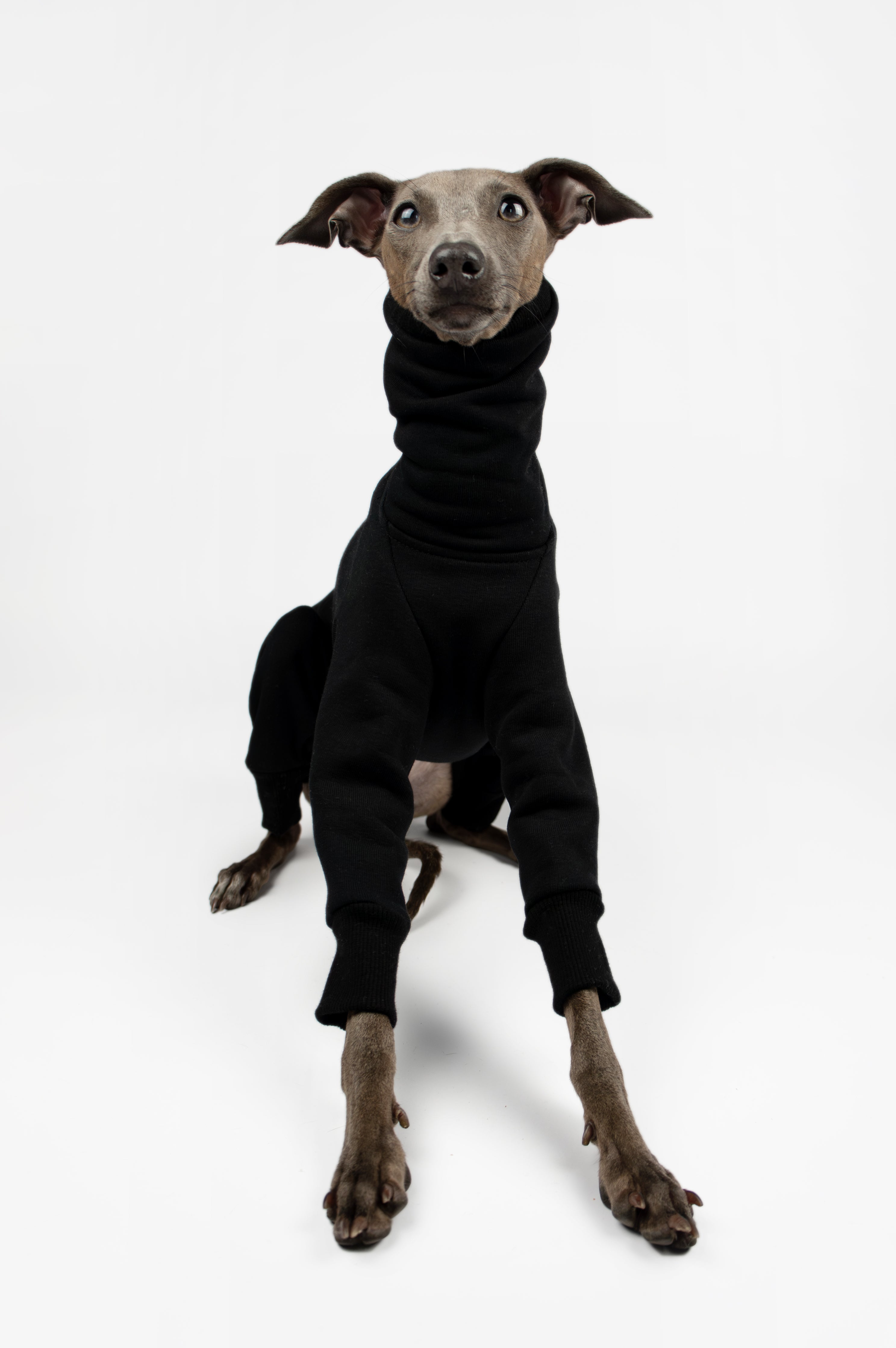 Italian Greyhound wearing a black sweatshirt onesie by Strela Studio on a white background