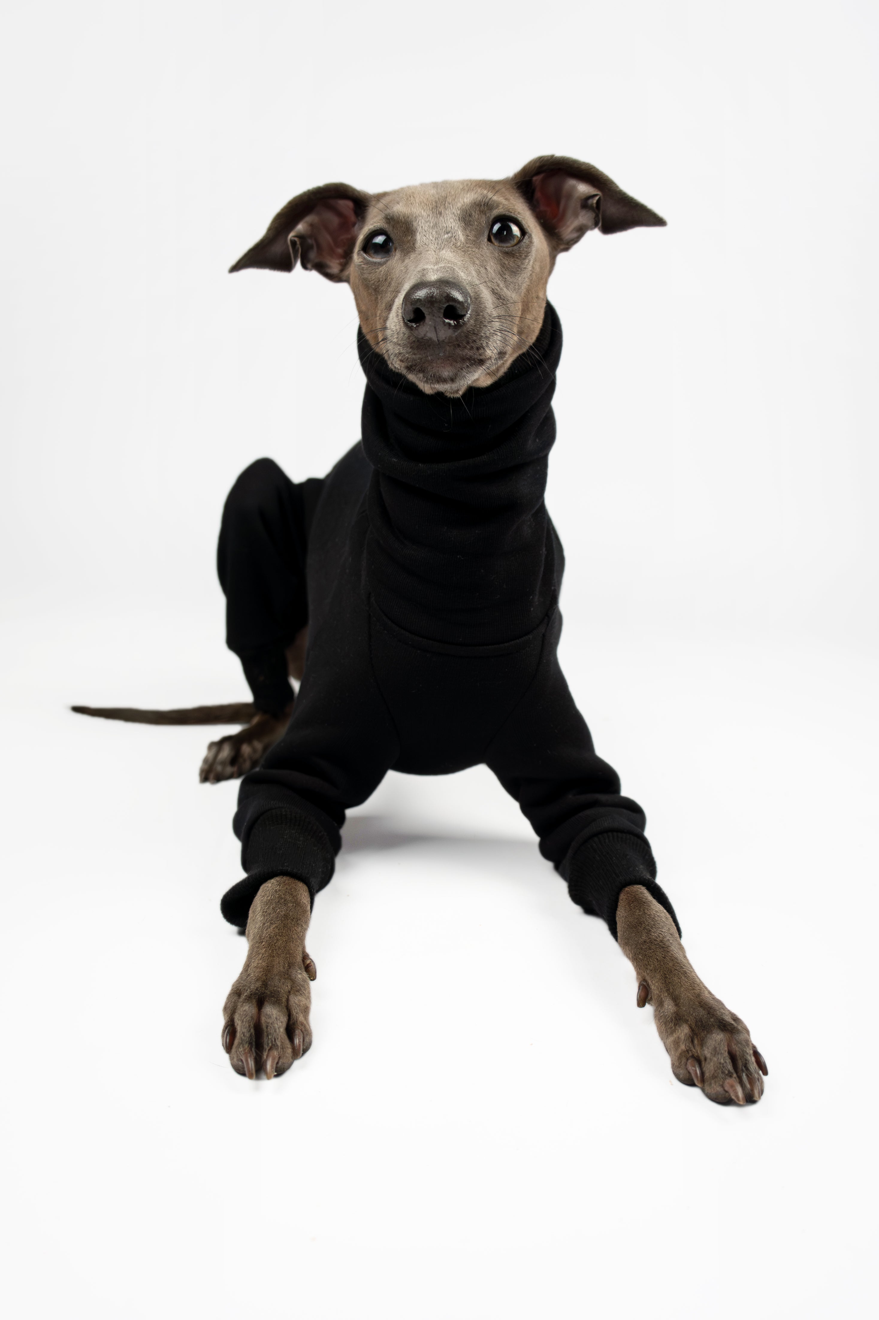 Italian Greyhound wearing a black full-body onesie by Strela Studio on a white background