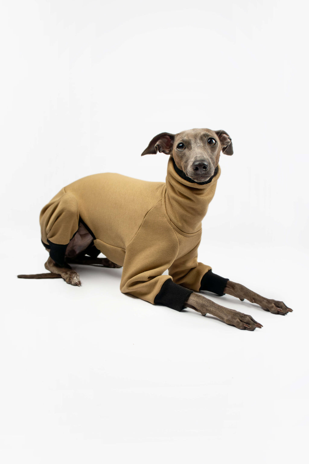 Italian Greyhound laying down and wearing a camel onesie by Strela Studio on a white background