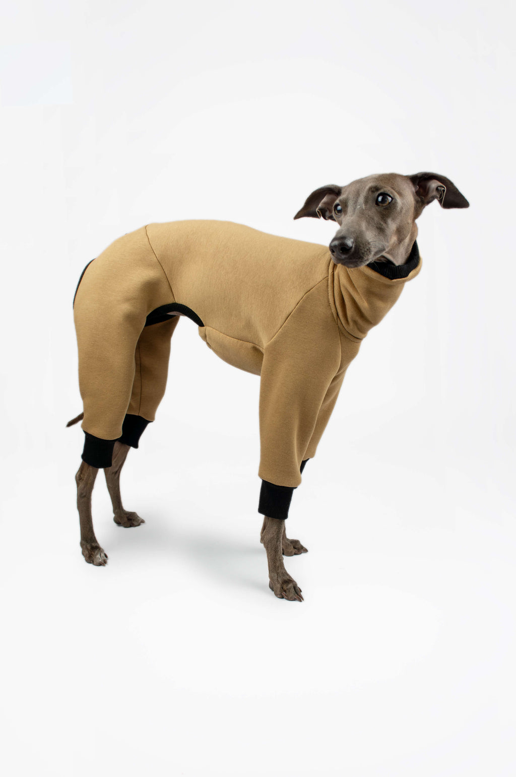 Italian Greyhound wearing a camel onesie by Strela Studio on a white background
