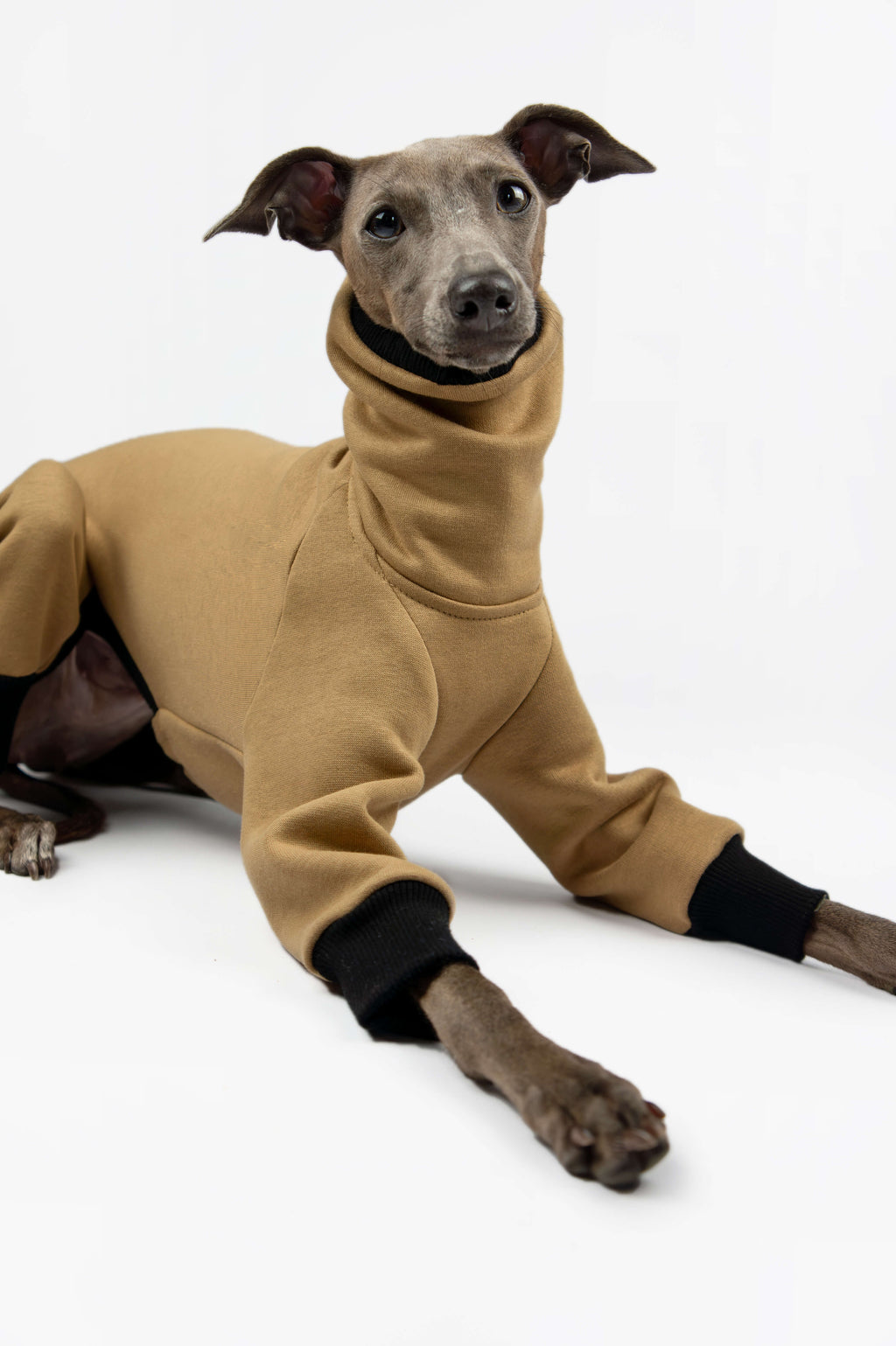 A close up photo of an Italian Greyhound wearing a camel sweatshirt onesie by Strela Studio on a white background