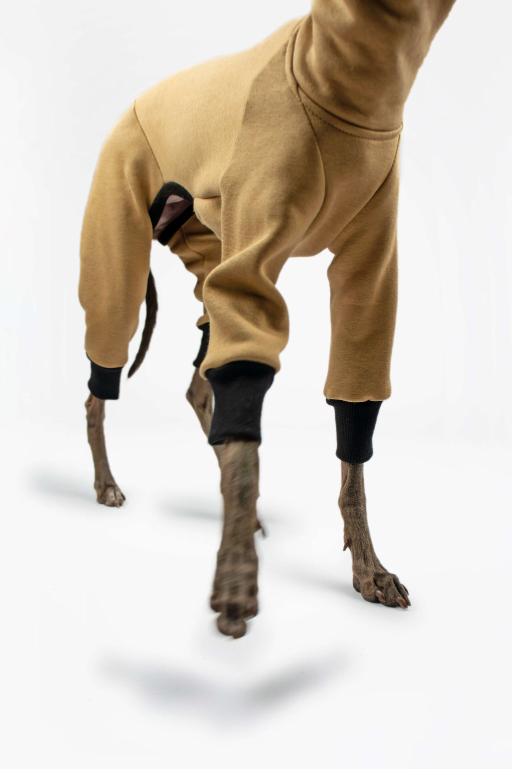 A detail photo of an Italian Greyhound wearing a camel sweatshirt onesie by Strela Studio on a white background