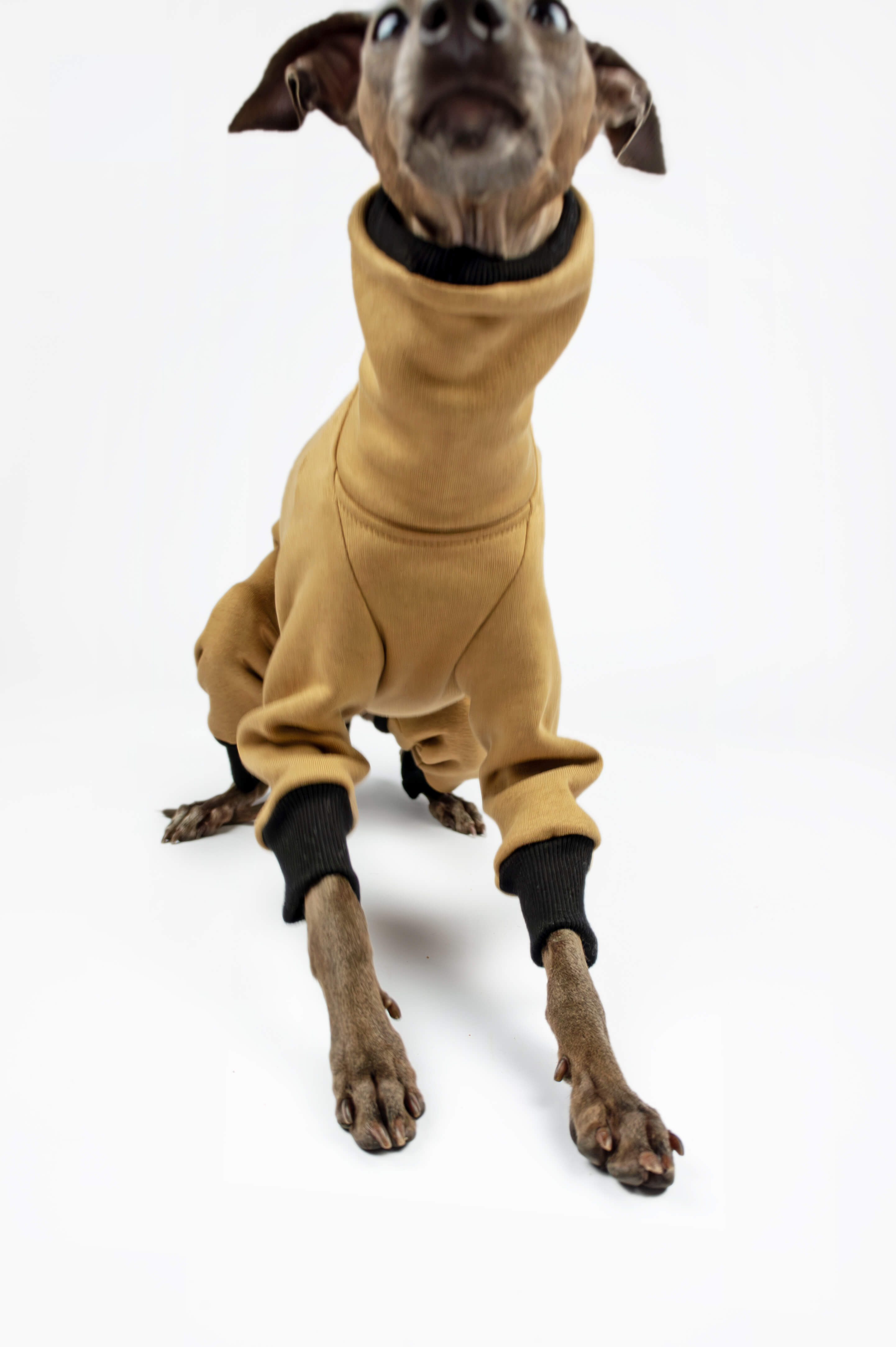 A frontal photo of an Italian Greyhound wearing a camel onesie by Strela Studio on a white background