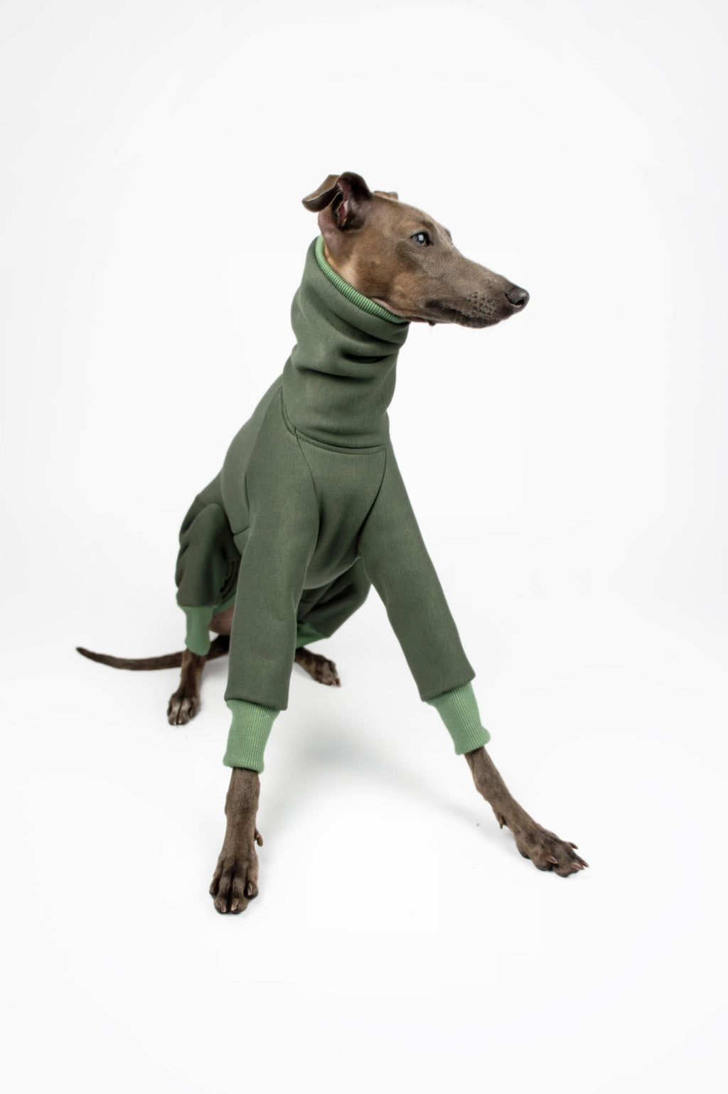 Italian Greyhound sitting down and wearing a green sweatshirt outfit by Strela Studio on a white background
