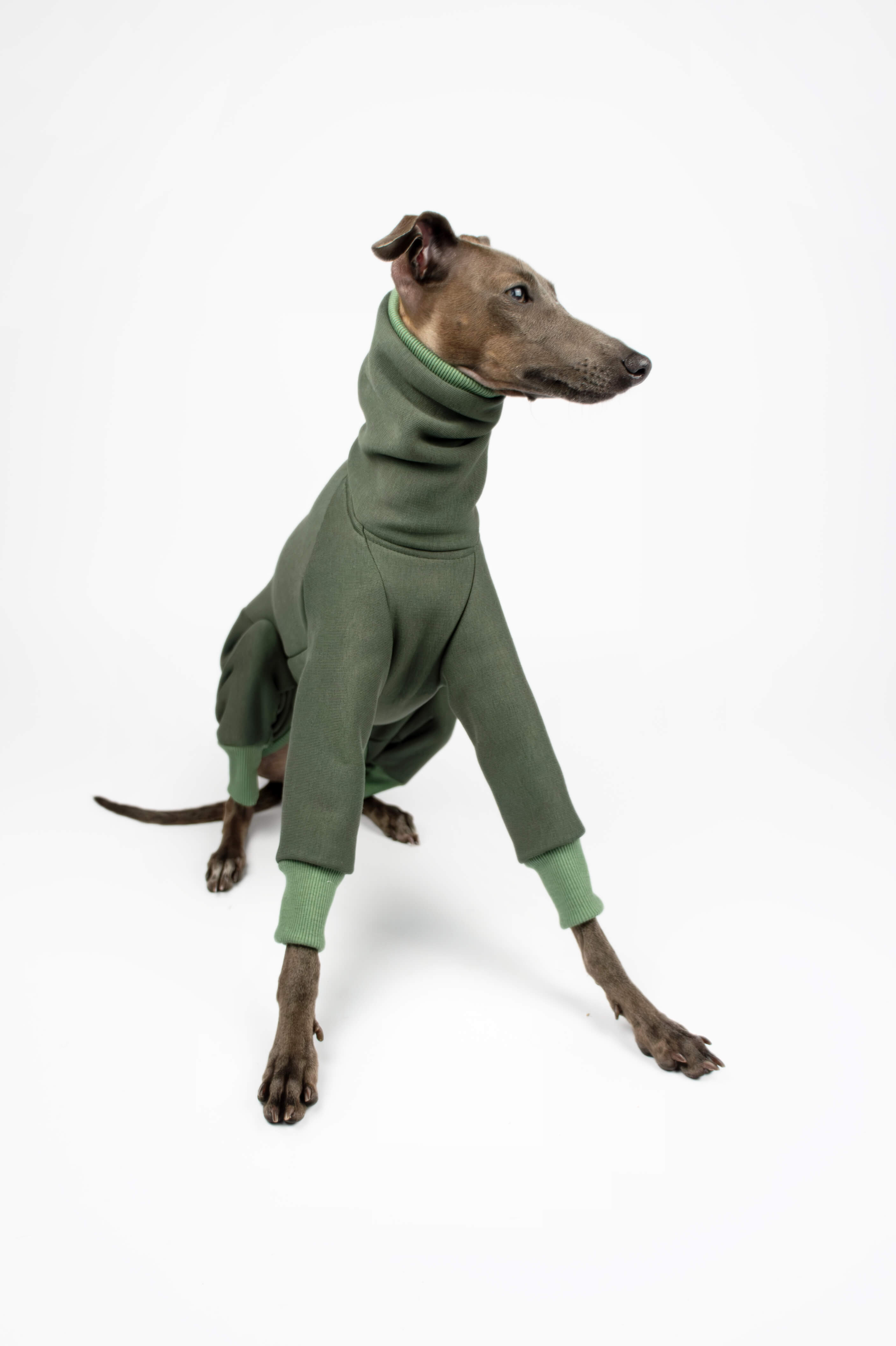 Italian Greyhound sitting down and wearing a green sweatshirt outfit by Strela Studio on a white background