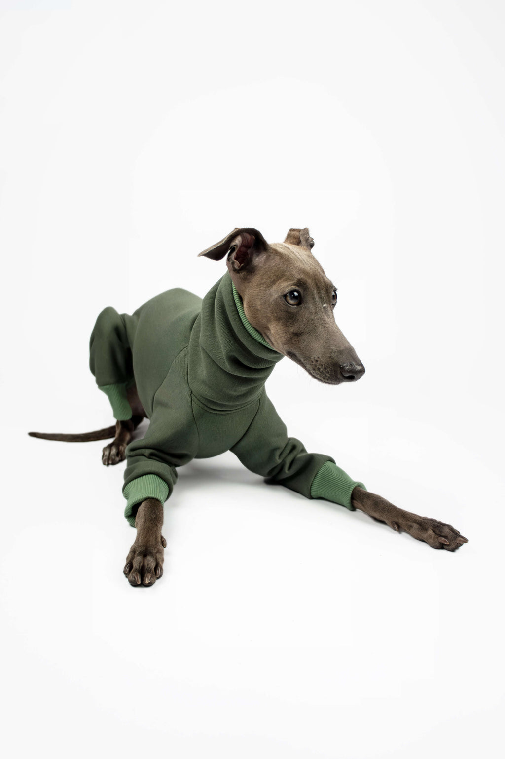 Italian Greyhound wearing a green sweatshirt outfit by Strela Studio on a white background