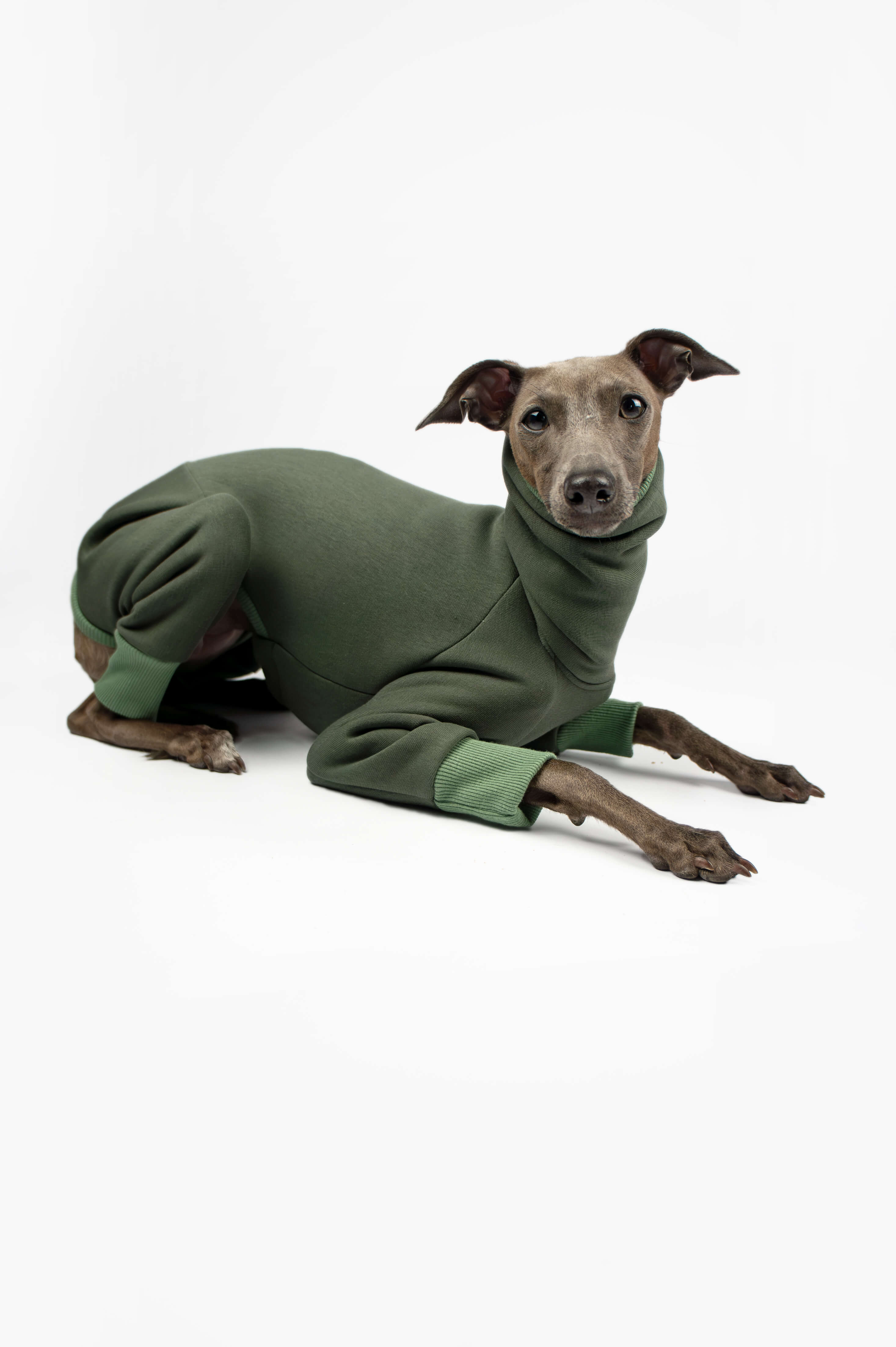 Italian Greyhound laying down and wearing a green sweatshirt onesie by Strela Studio on a white background