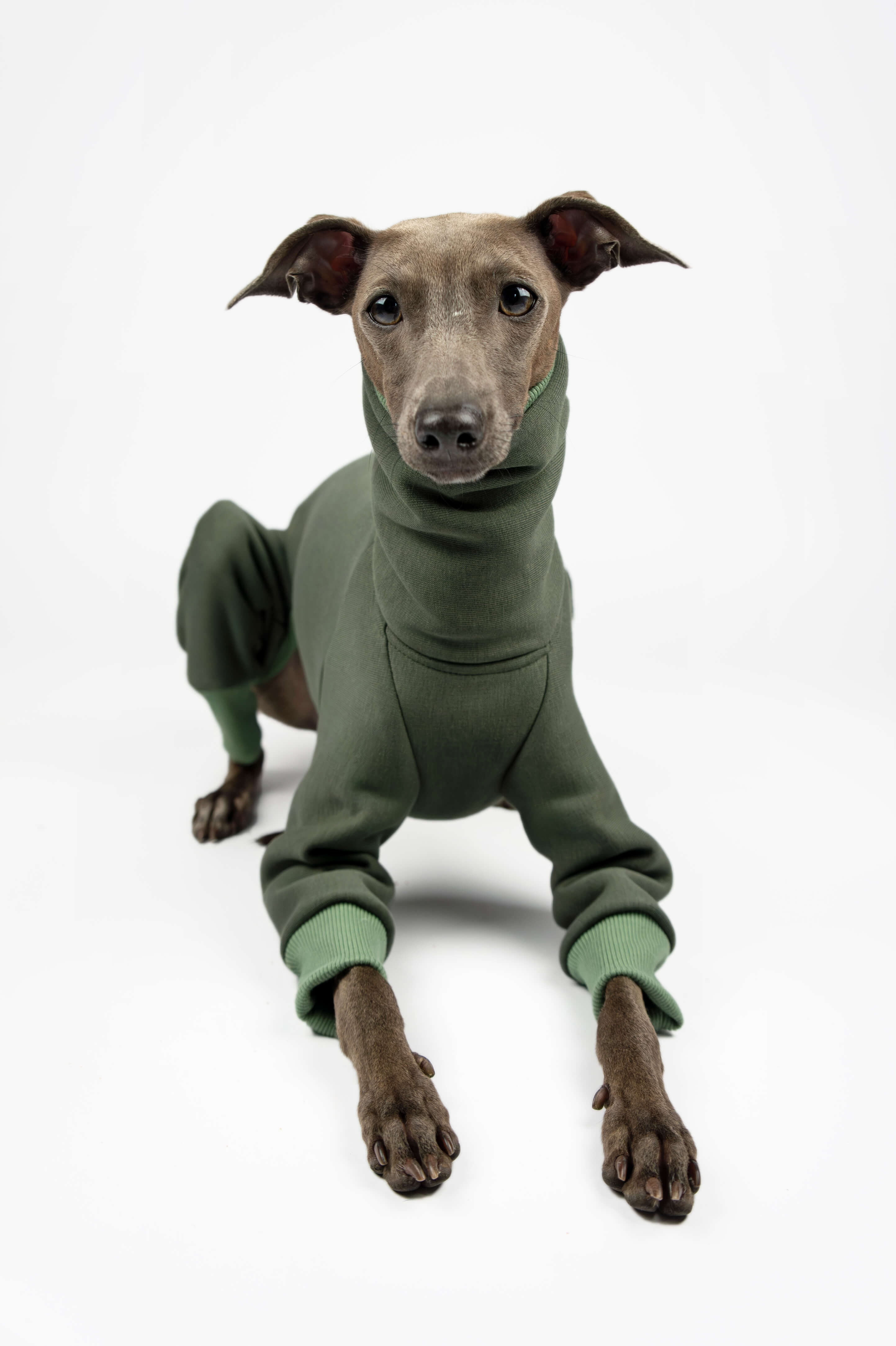 Italian Greyhound looking at the camera and wearing a green onesie by Strela Studio on a white background