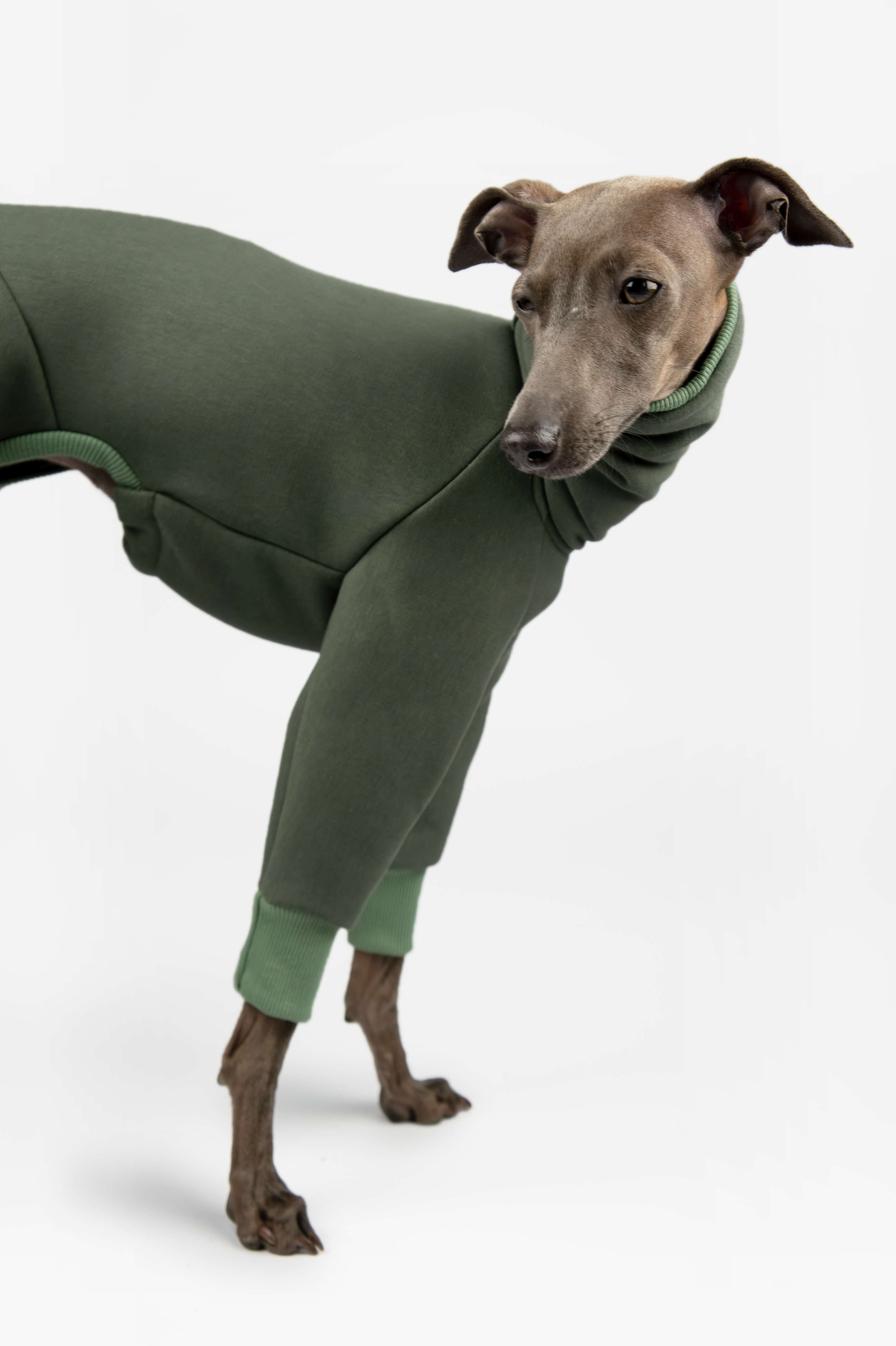 A close up photo of an Italian Greyhound wearing a green outfit by Strela Studio on a white background