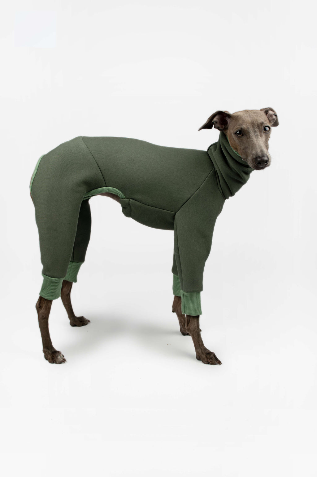 A side profile of an Italian Greyhound wearing a green onesie by Strela Studio on a white background