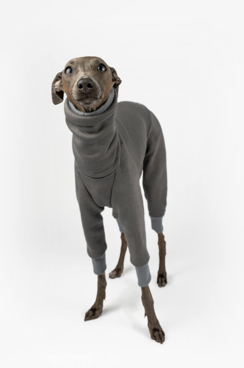 A front photo of an Italian Greyhound wearing a grey sweatshirt onesie by Strela Studio on a white background