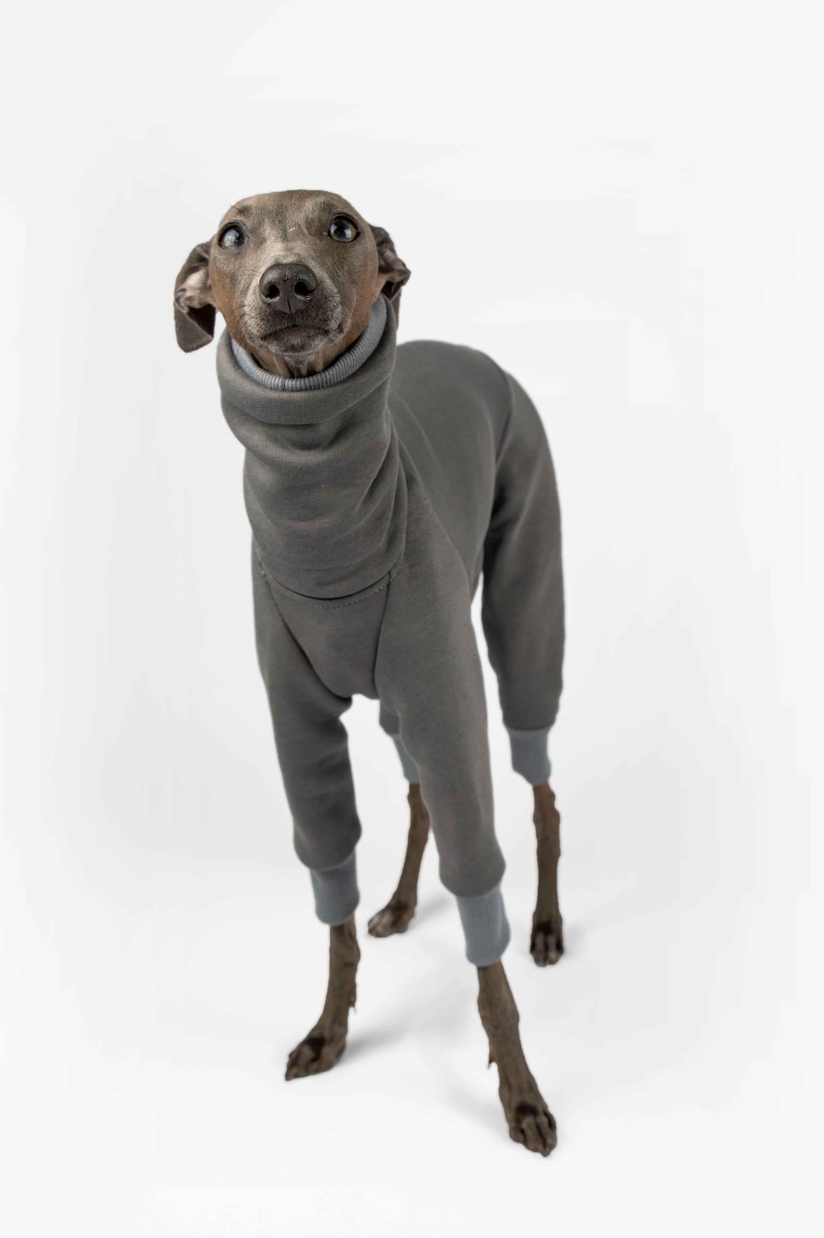 A front photo of an Italian Greyhound wearing a grey sweatshirt onesie by Strela Studio on a white background