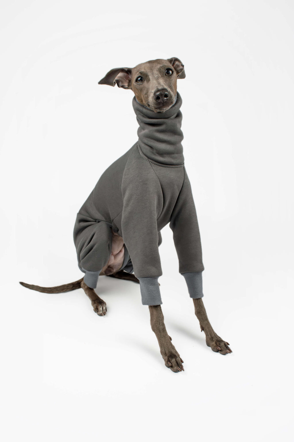 Italian Greyhound sitting down and wearing a grey onesie by Strela Studio on a white background