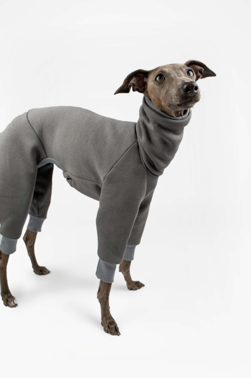 Italian Greyhound wearing a grey sweatshirt outfit by Strela Studio on a white background