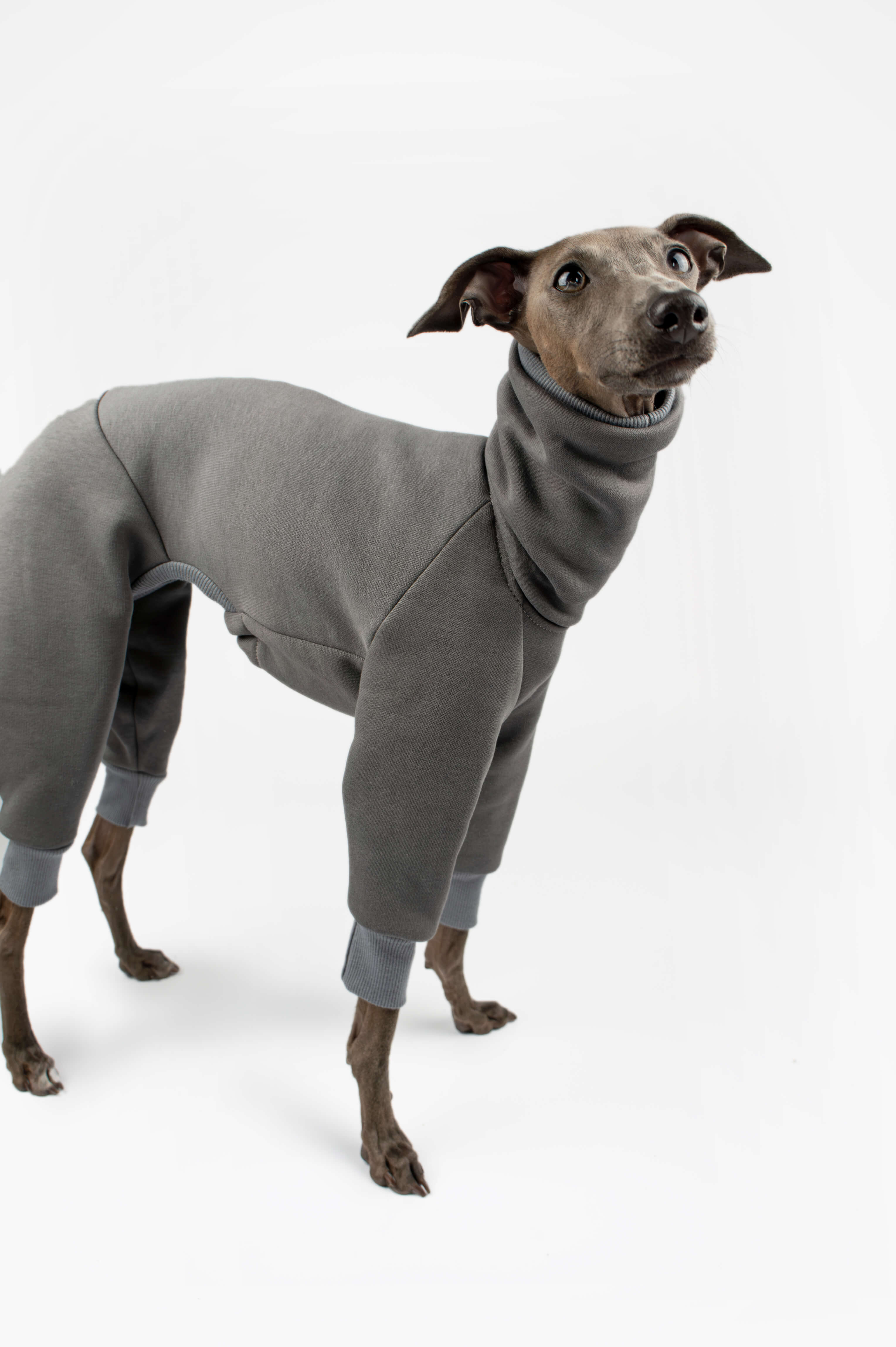 Italian Greyhound wearing a grey sweatshirt outfit by Strela Studio on a white background