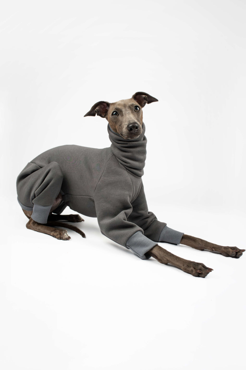 Italian Greyhound wearing a grey onesie by Strela Studio on a white background