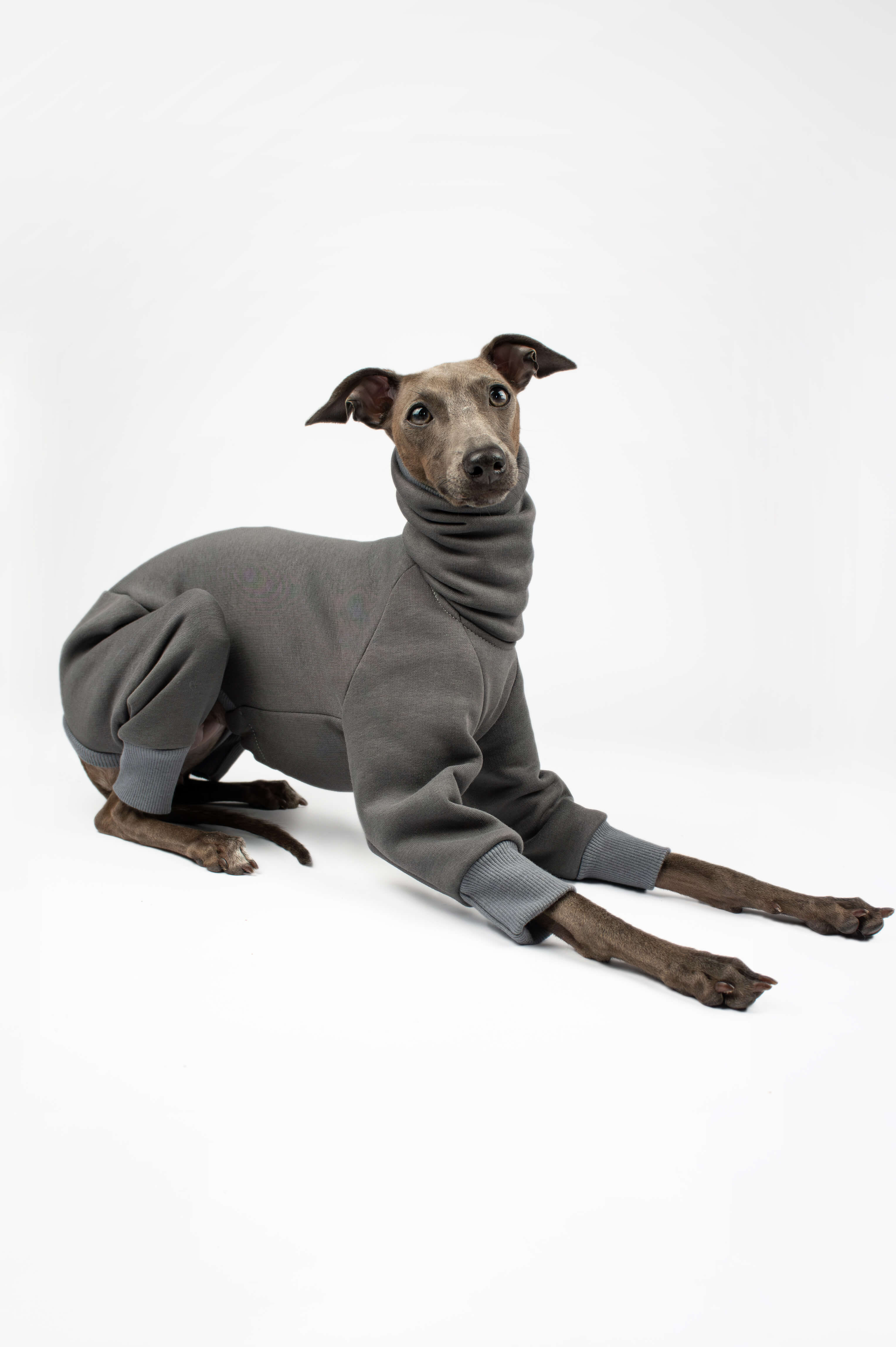 Italian Greyhound wearing a grey onesie by Strela Studio on a white background