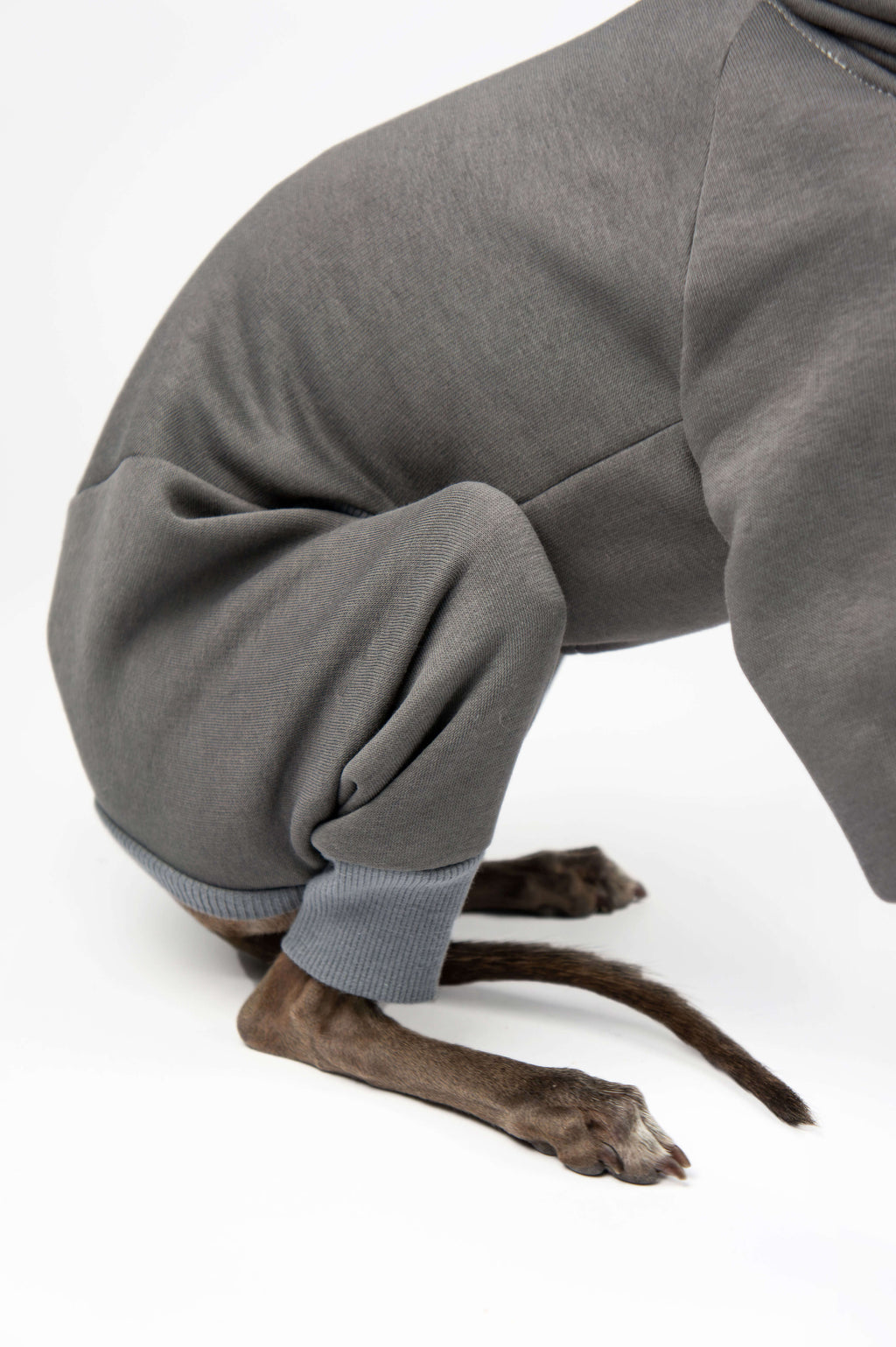 A close up photo of an Italian Greyhound and Whippet grey onesie worn on a dog on a white background