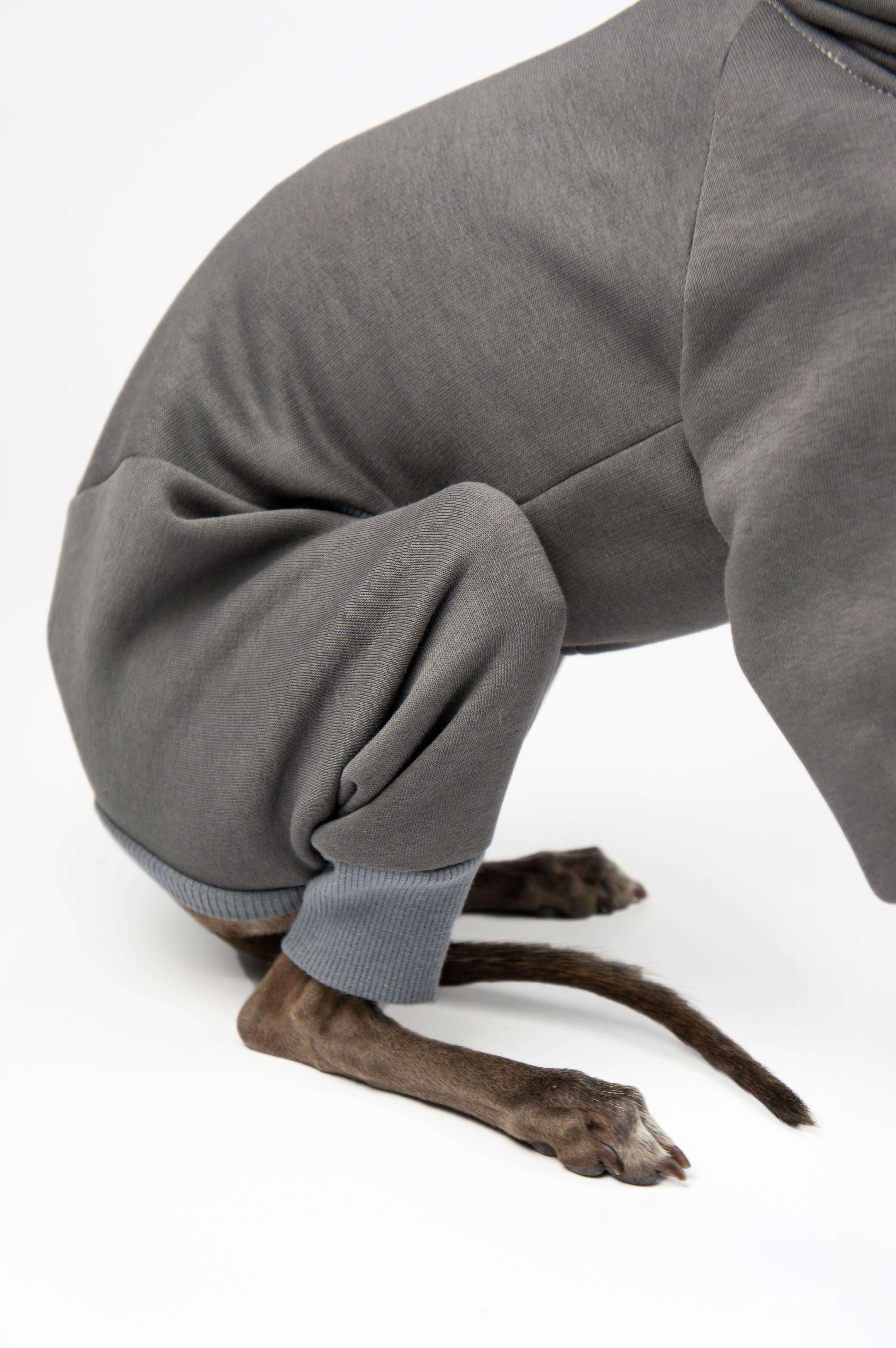 A close up photo of an Italian Greyhound and Whippet grey onesie worn on a dog on a white background