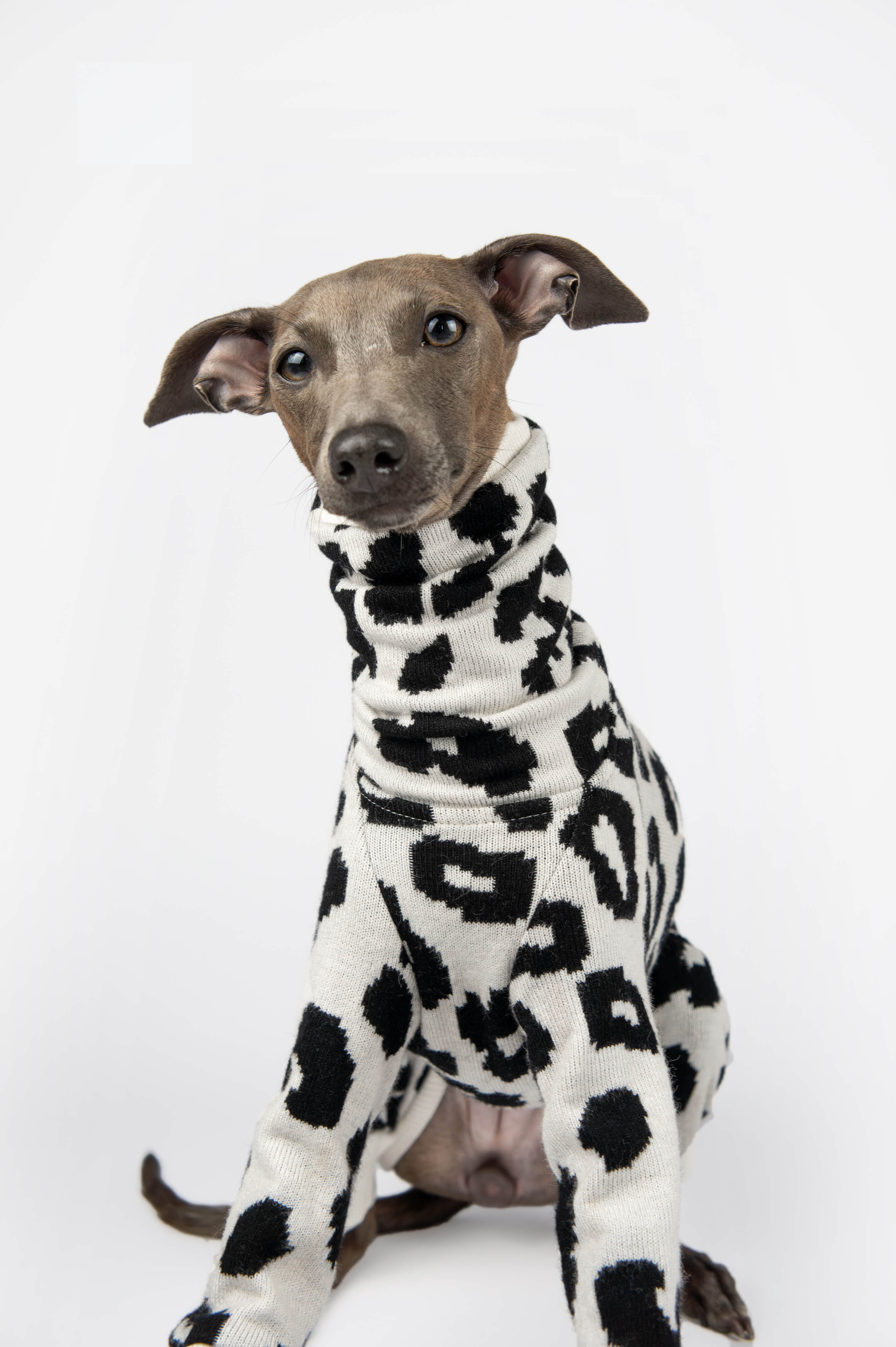 A close up of an Italian Greyhound wearing a leopard print outfit by Strela Studio in a sitting pose