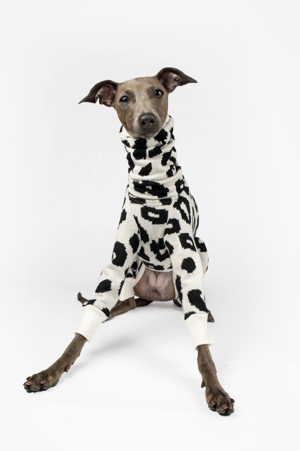 Italian Greyhound wearing a black and white leopard print outfit by Strela Studio in a sitting pose