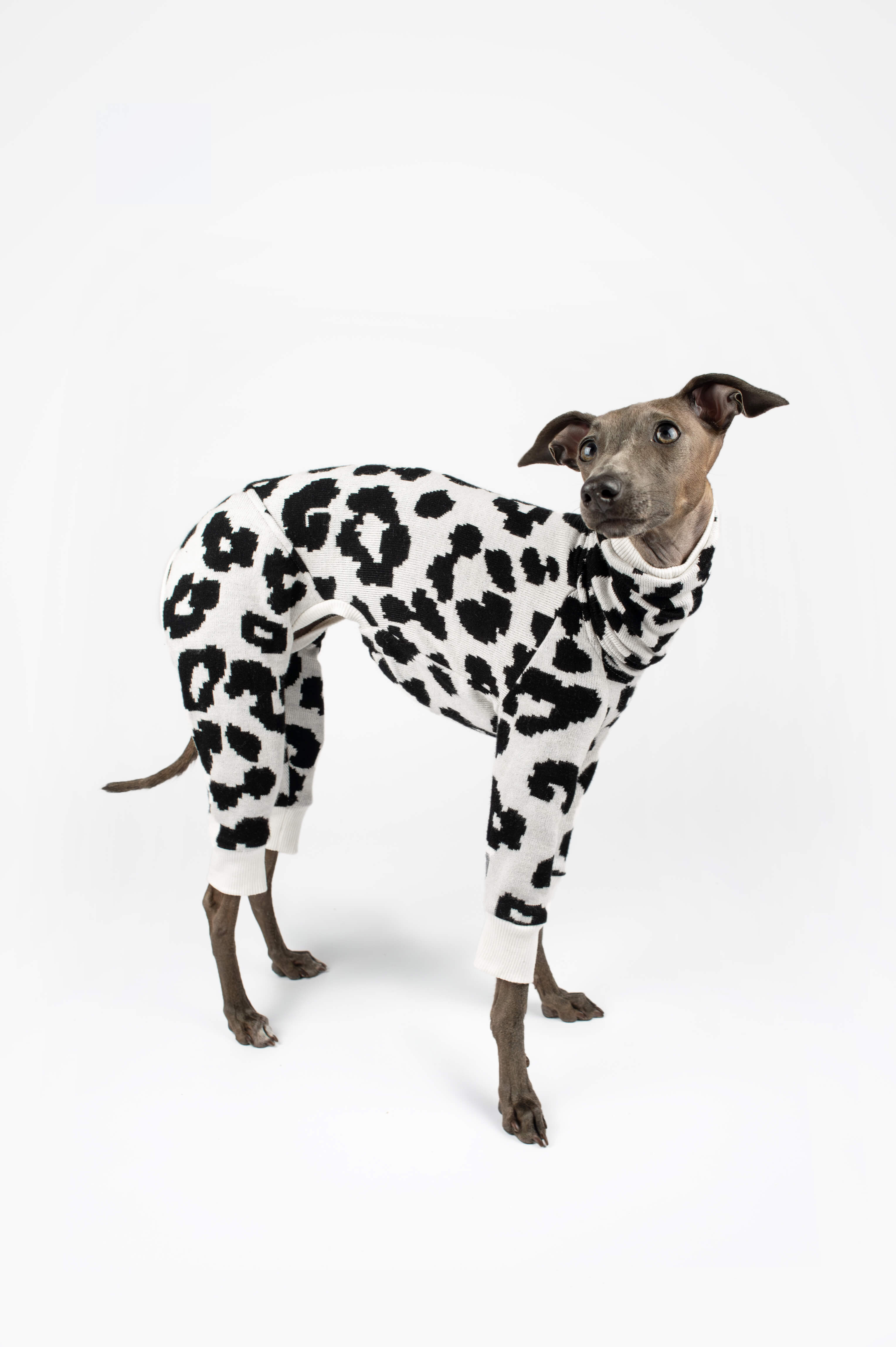 A standing pose of an Italian Greyhound wearing a leopard print outfit by Strela Studio on a white background