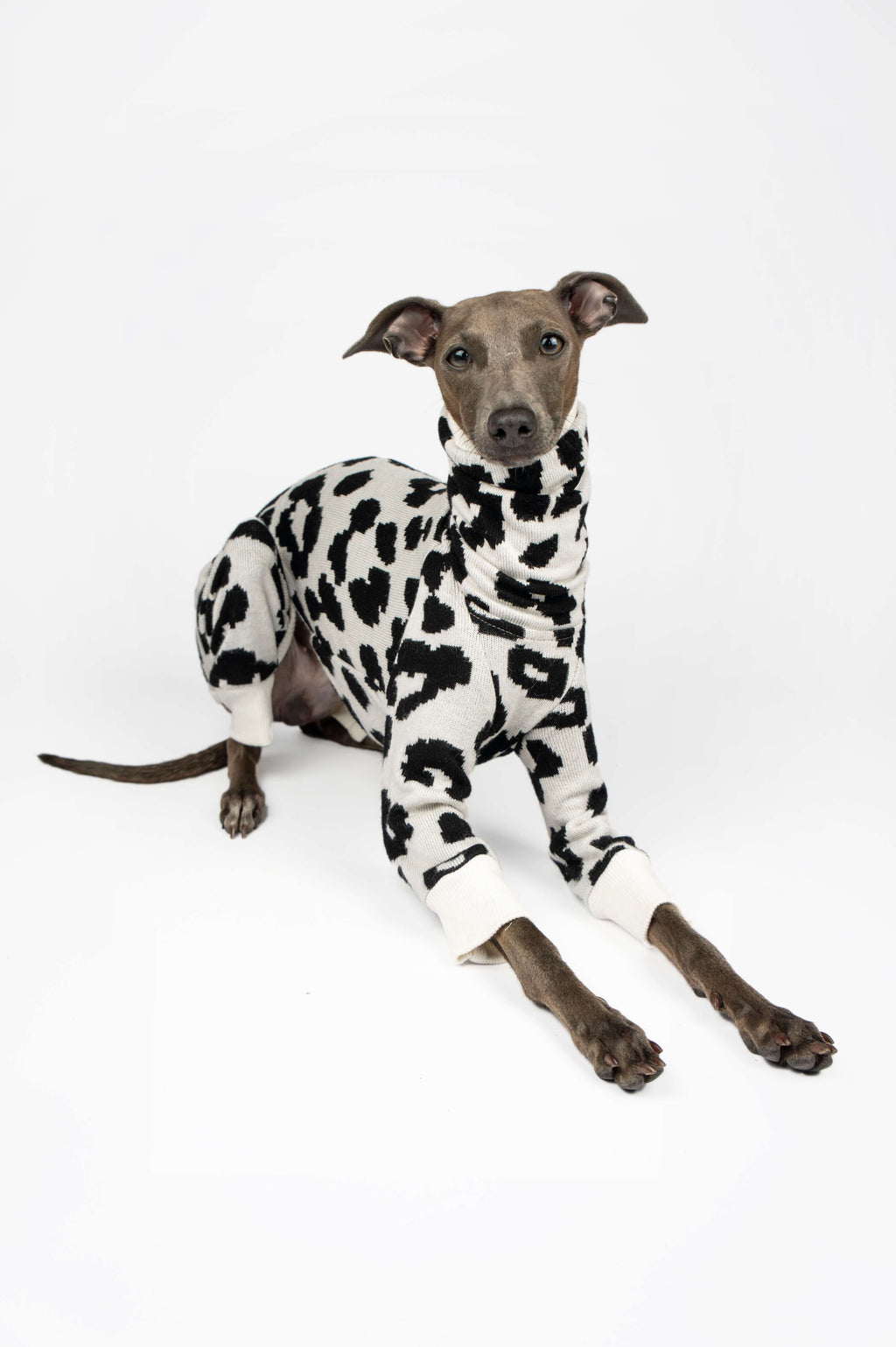 Italian Greyhound wearing a black and white leopard print onesie by Strela Studio on a white background in a laying down pose