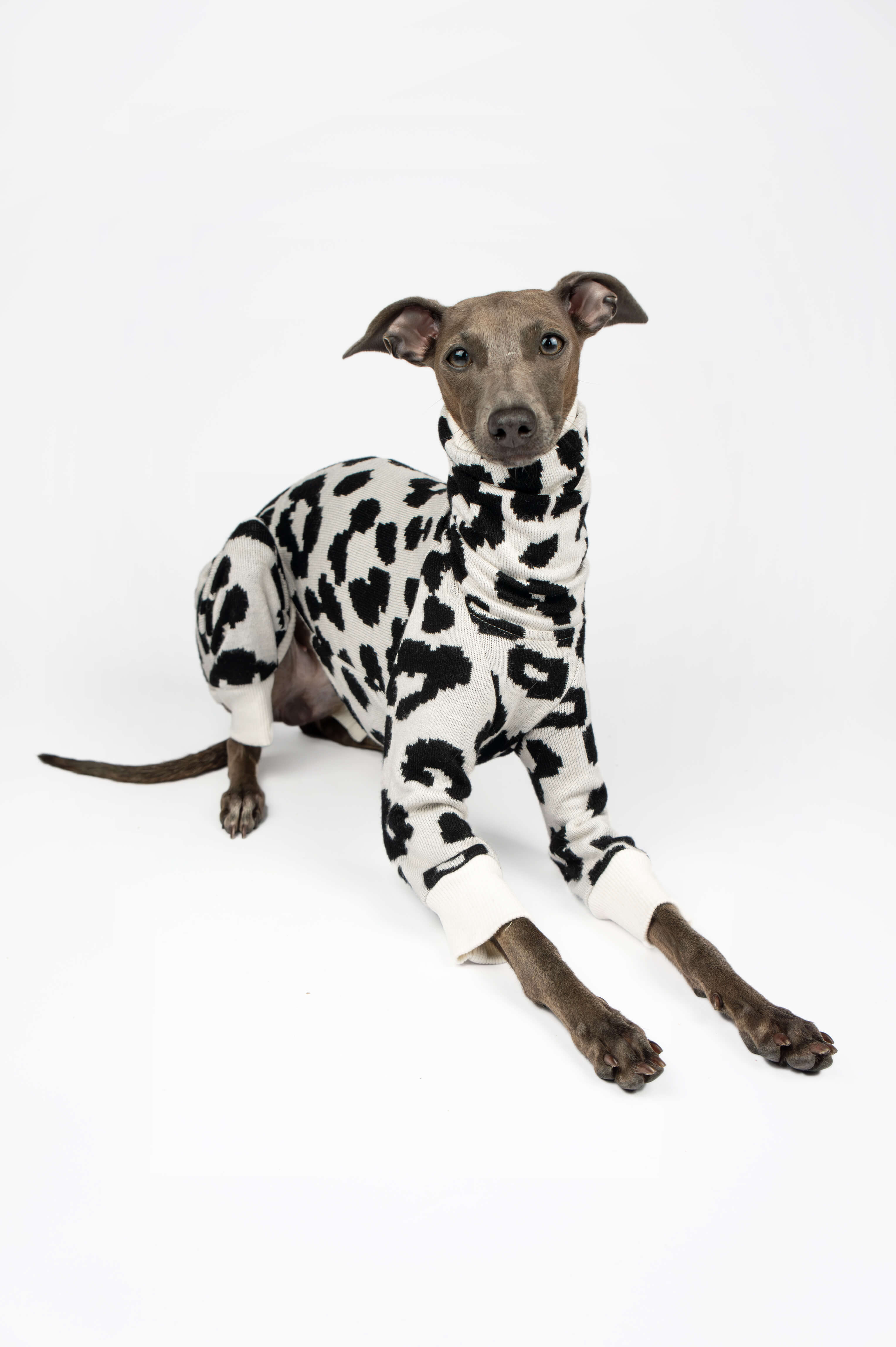 Italian Greyhound wearing a black and white leopard print onesie by Strela Studio on a white background in a laying down pose