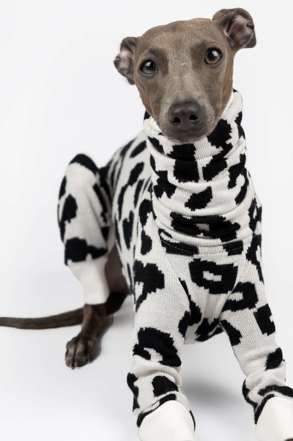 A close up shot of an Italian Greyhound wearing a leopard print onesie by Strela Studio on a white background