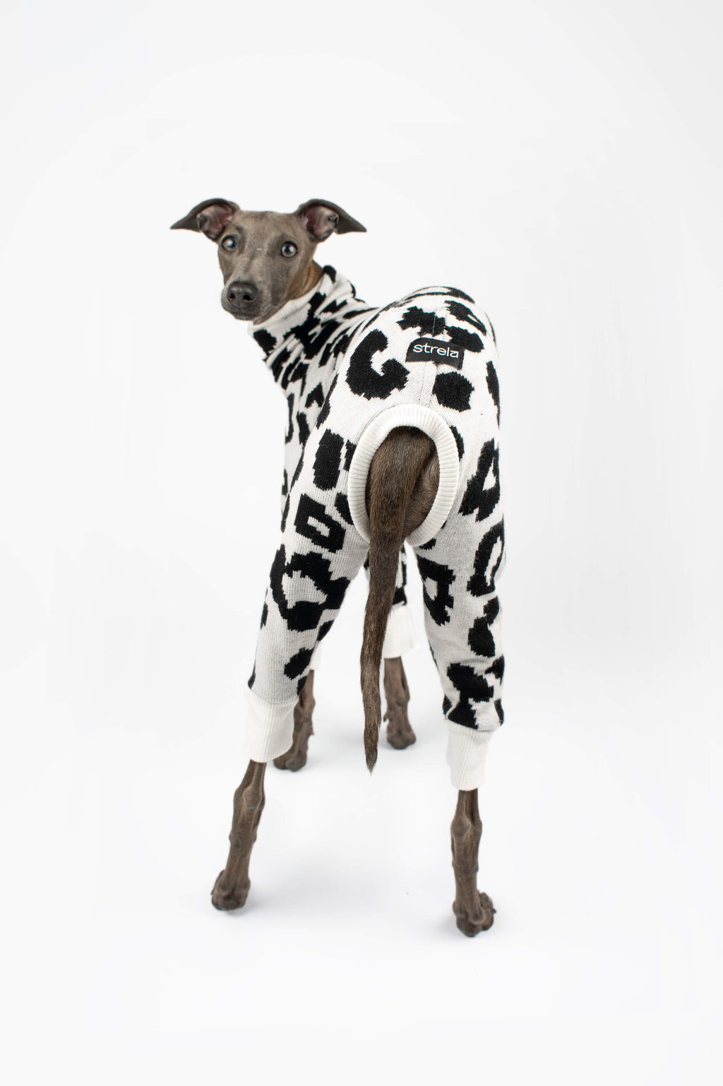 Italian Greyhound wearing a leopard print onesie by Strela Studio on a white background showing back of the outfit