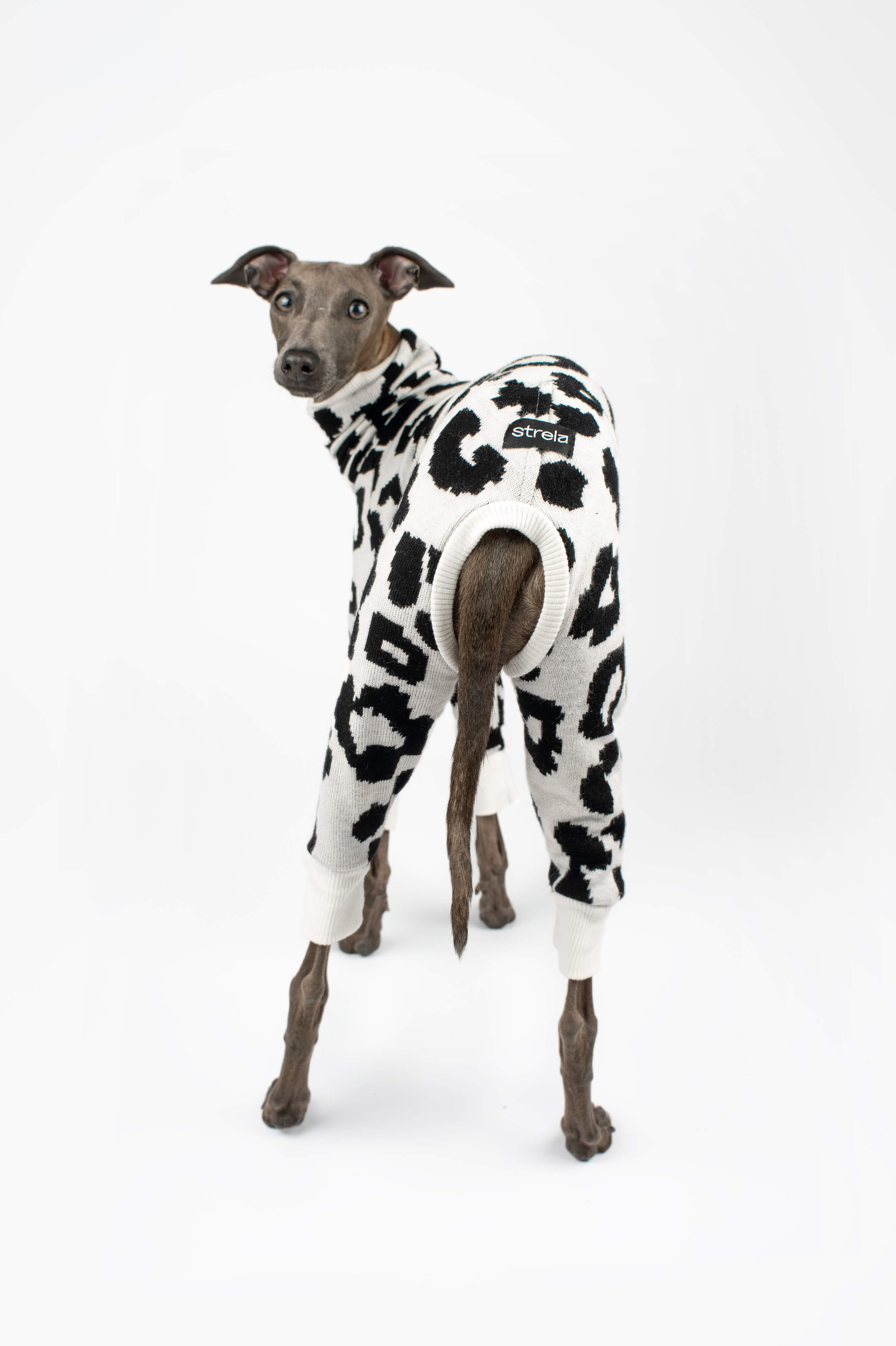 Italian Greyhound wearing a leopard print onesie by Strela Studio on a white background showing back of the outfit