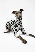 Italian Greyhound wearing a black and white leopard print onesie by Strela Studio on a white background