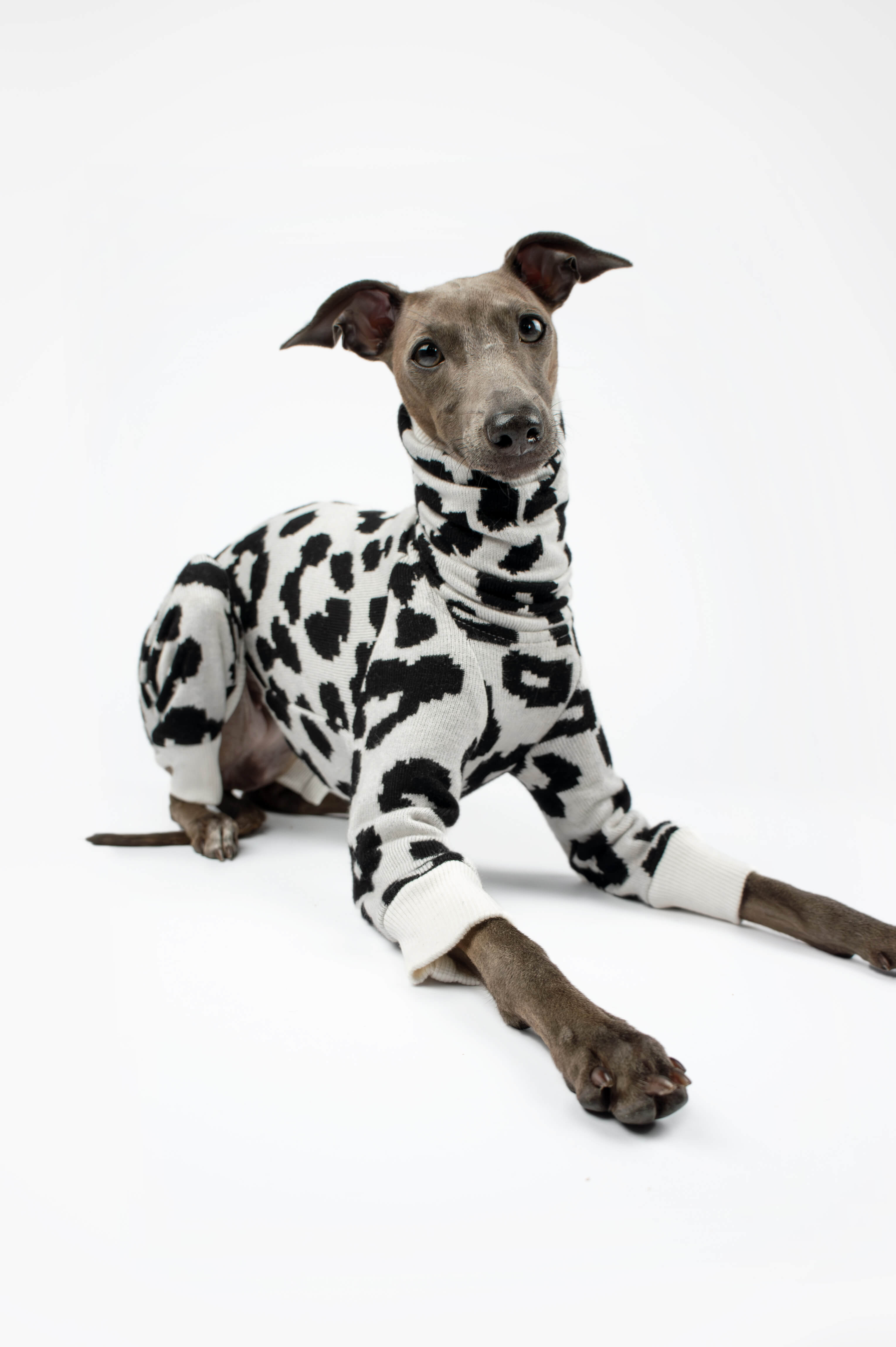 Italian Greyhound wearing a black and white leopard print onesie by Strela Studio on a white background