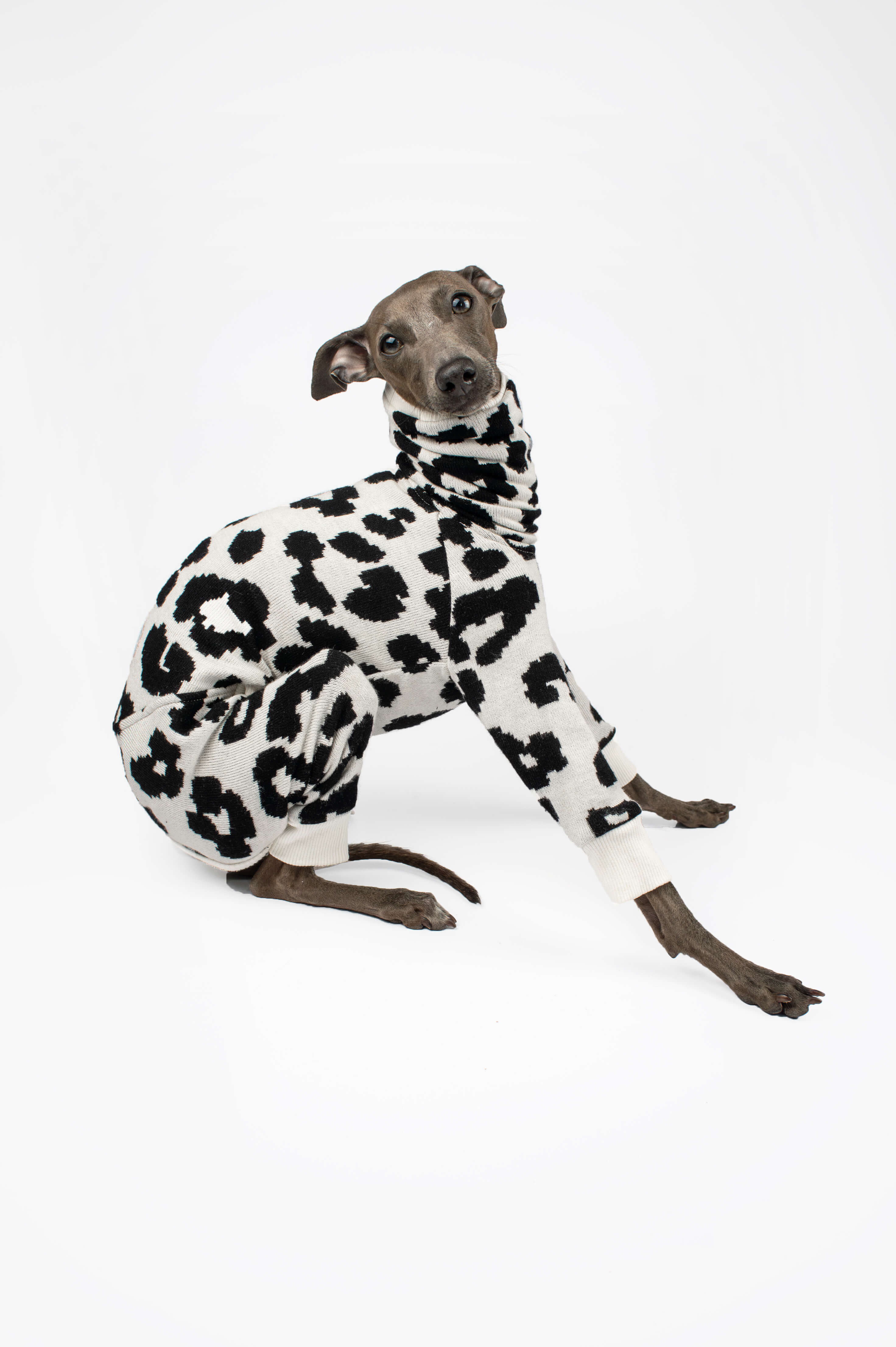 Italian Greyhound wearing a leopard print outfit by Strela Studio on a white background