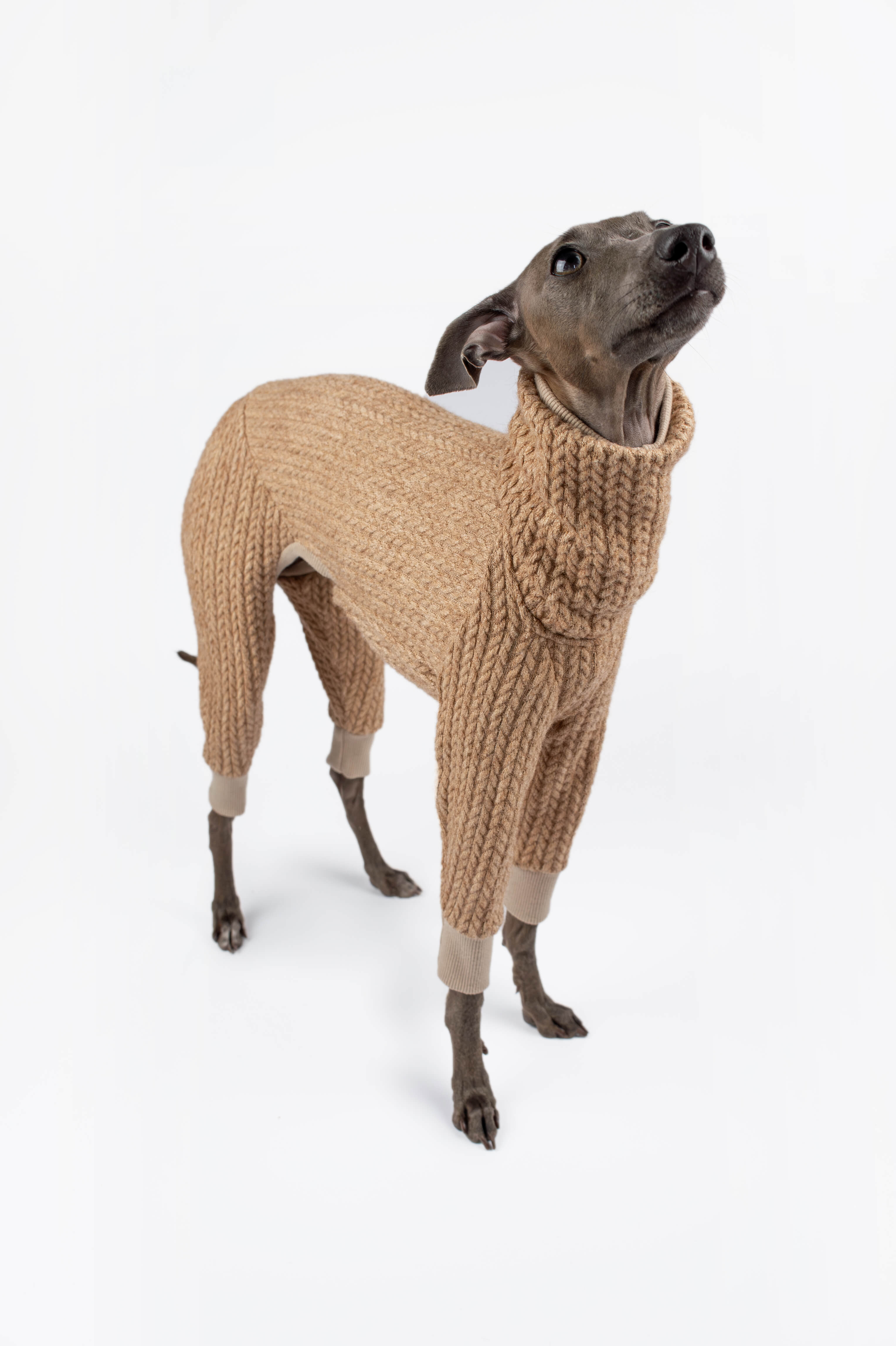 Italian Greyhound looking up and wearing a beige knitted onesie by Strela Studio on a white background